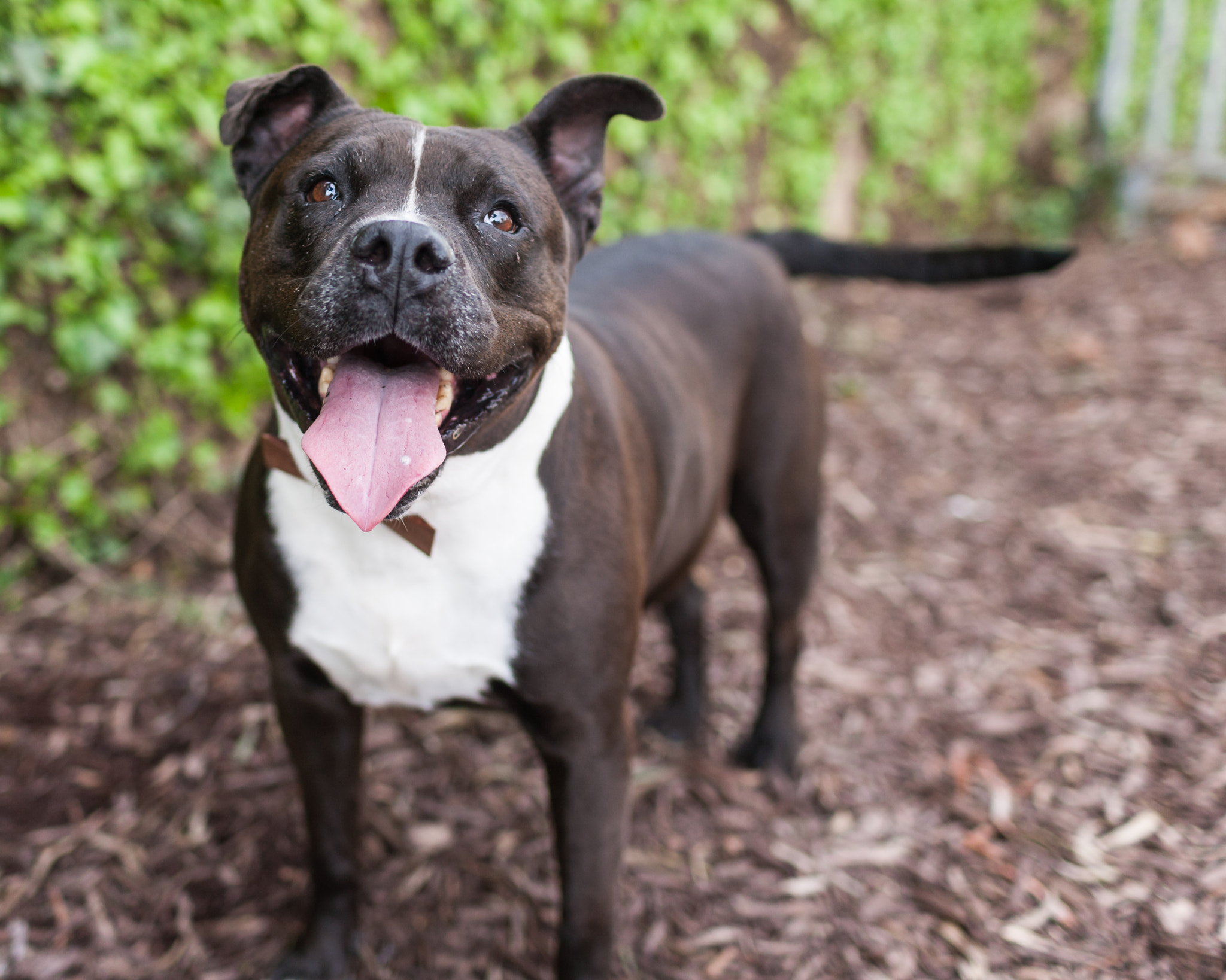 Canon EF 35mm F1.4L USM sample photo. Companionanimals photography