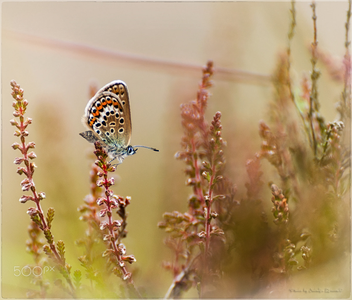 Nikon D5000 sample photo. Butterfly photography