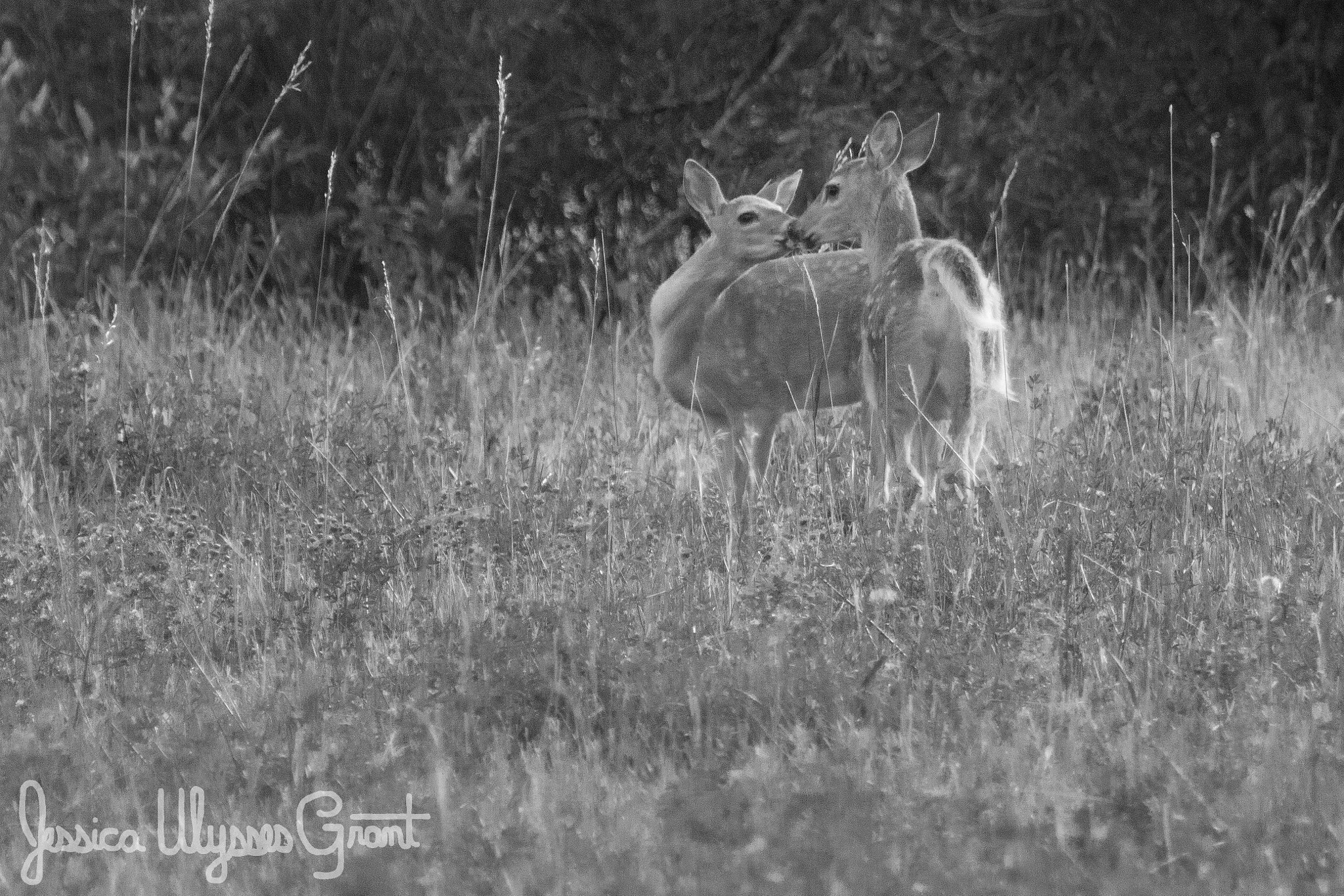 Canon EF 100-400mm F4.5-5.6L IS USM sample photo. Young love photography