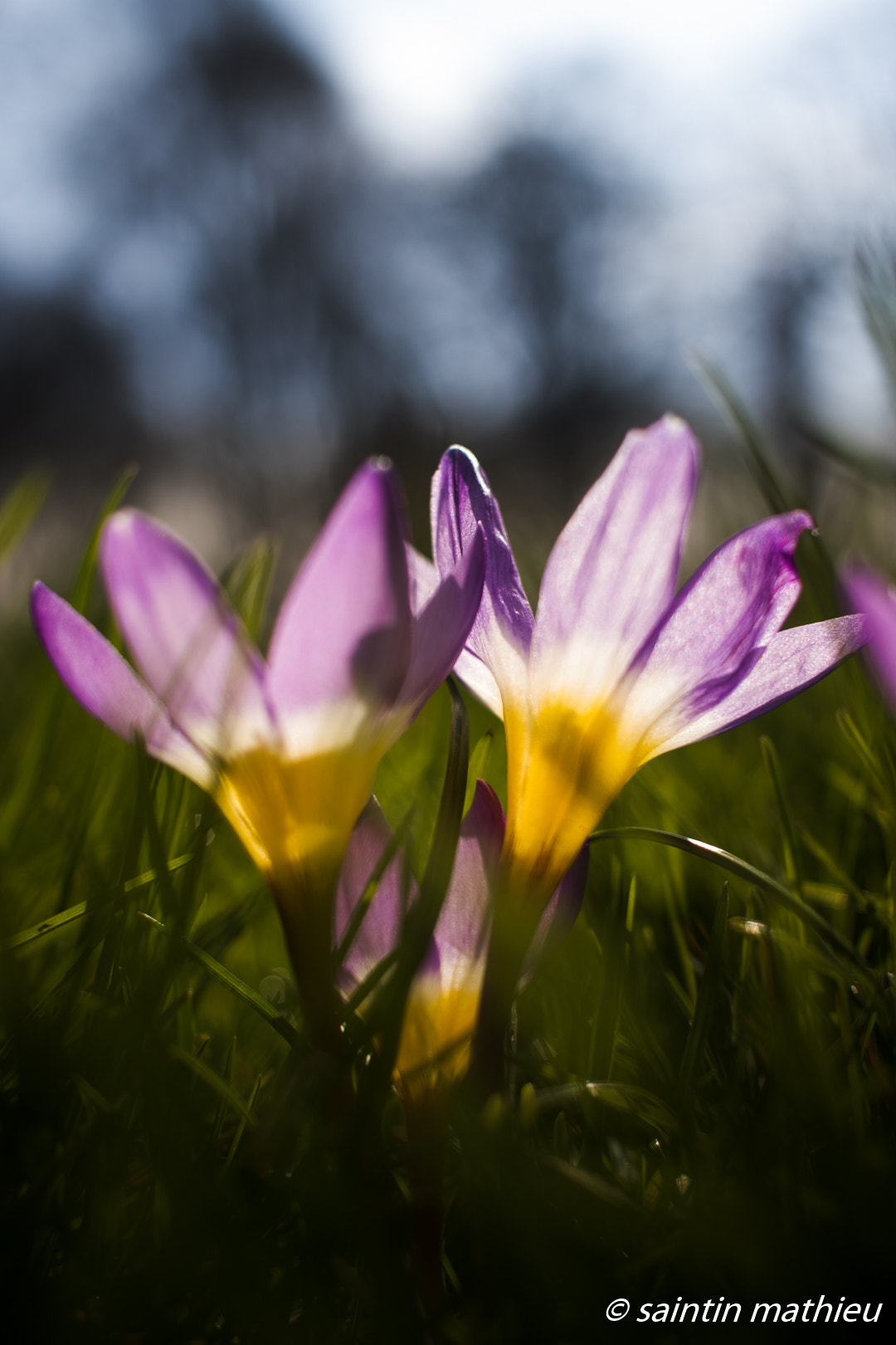 Canon EF-S 24mm F2.8 STM sample photo. Crocus 2 photography