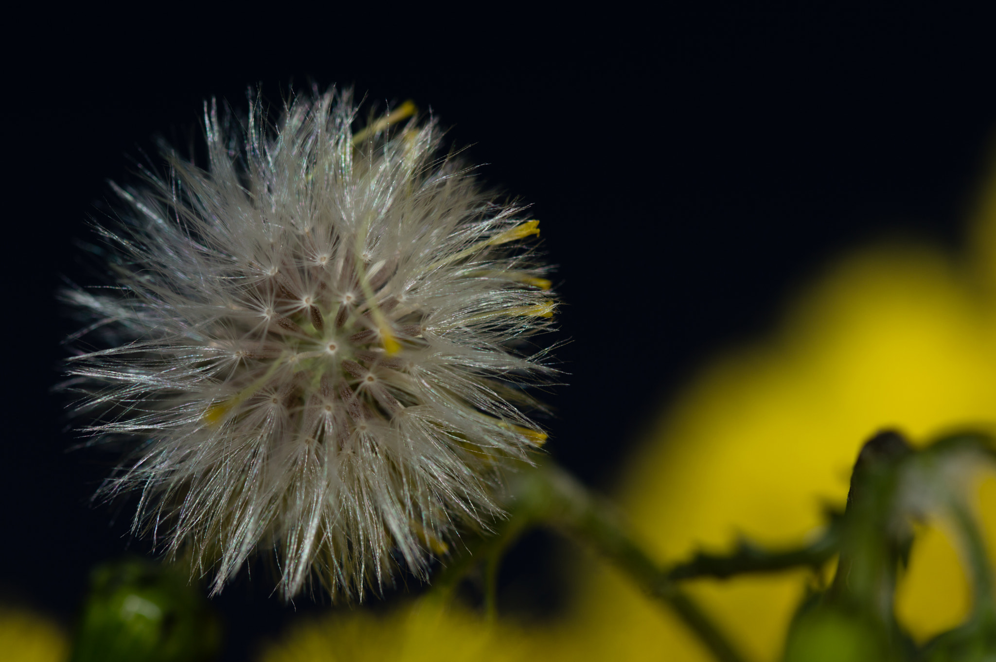 Sigma 105mm F2.8 EX DG OS HSM sample photo. Soffia photography