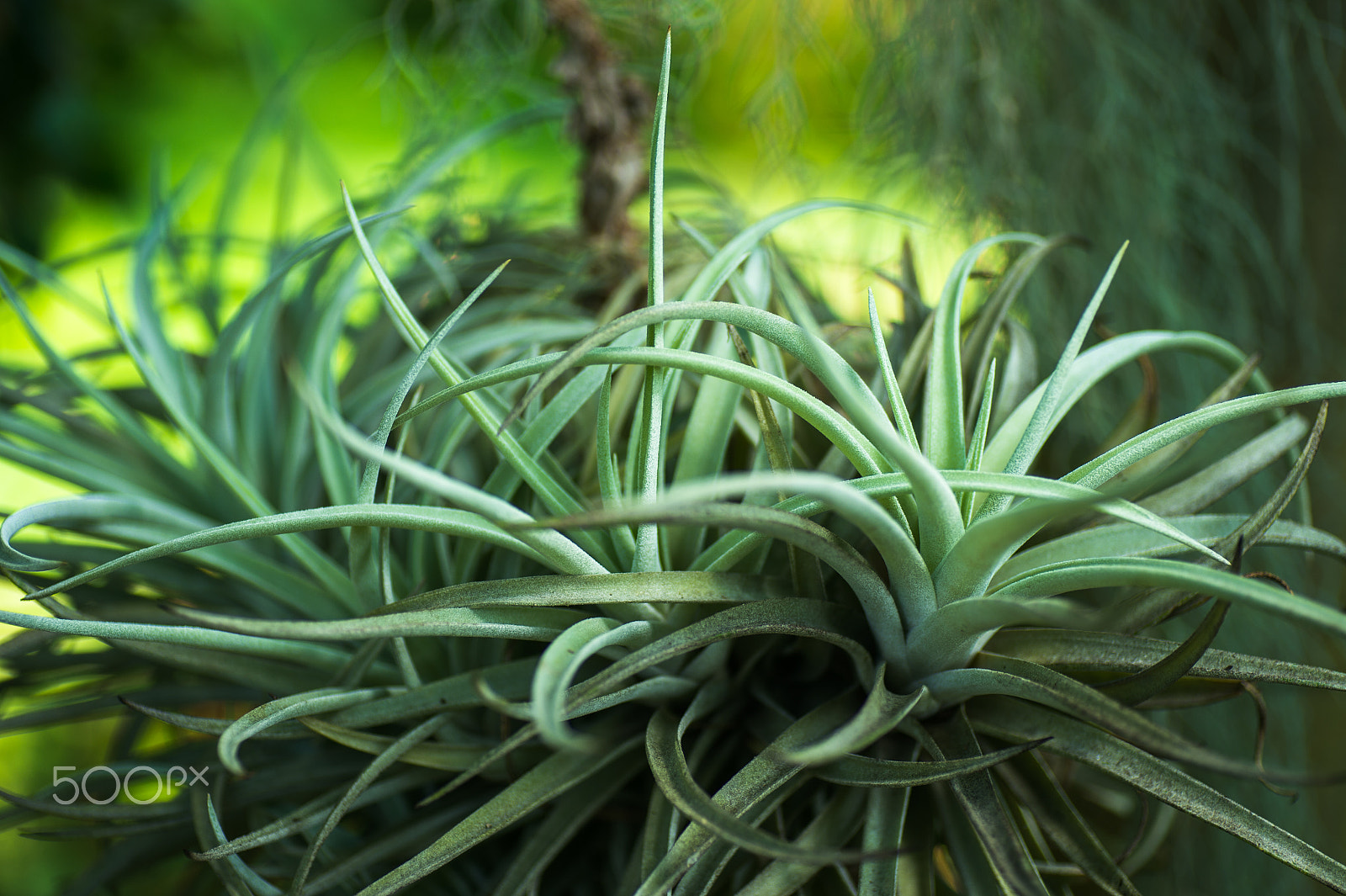 Nikon Df sample photo. Air plants photography