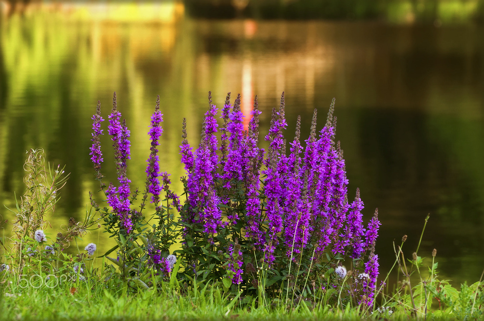Nikon D5000 sample photo. Purple loosestrife photography