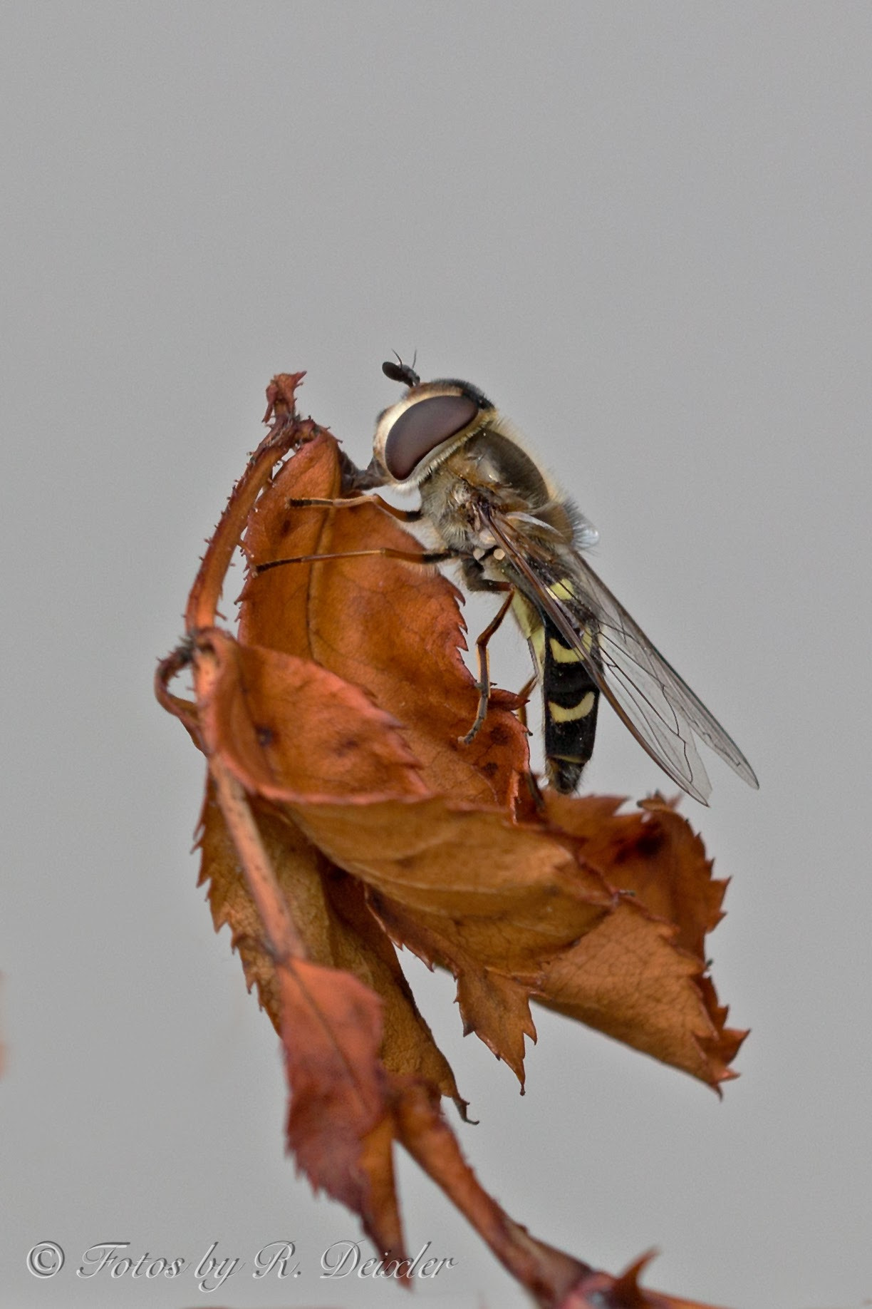 Sigma 150mm f/2.8 EX DG OS HSM APO Macro sample photo. Schwebefliege 9 photography