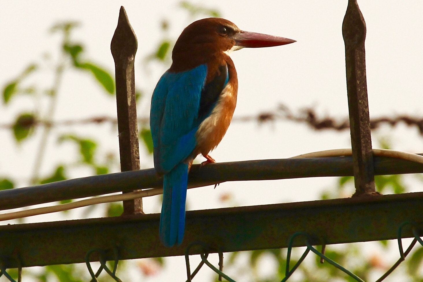 Canon EF 70-300mm F4-5.6L IS USM sample photo. Kingfisher photography