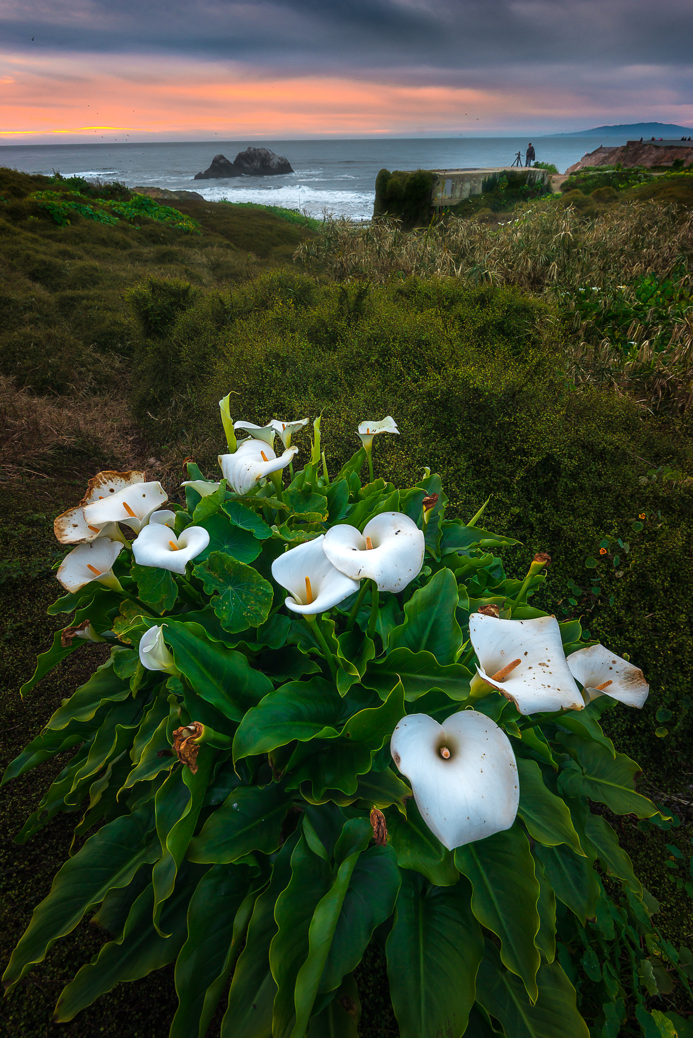 Nikon AF-S Nikkor 16-35mm F4G ED VR sample photo. Wild calla lilly during sunset photography
