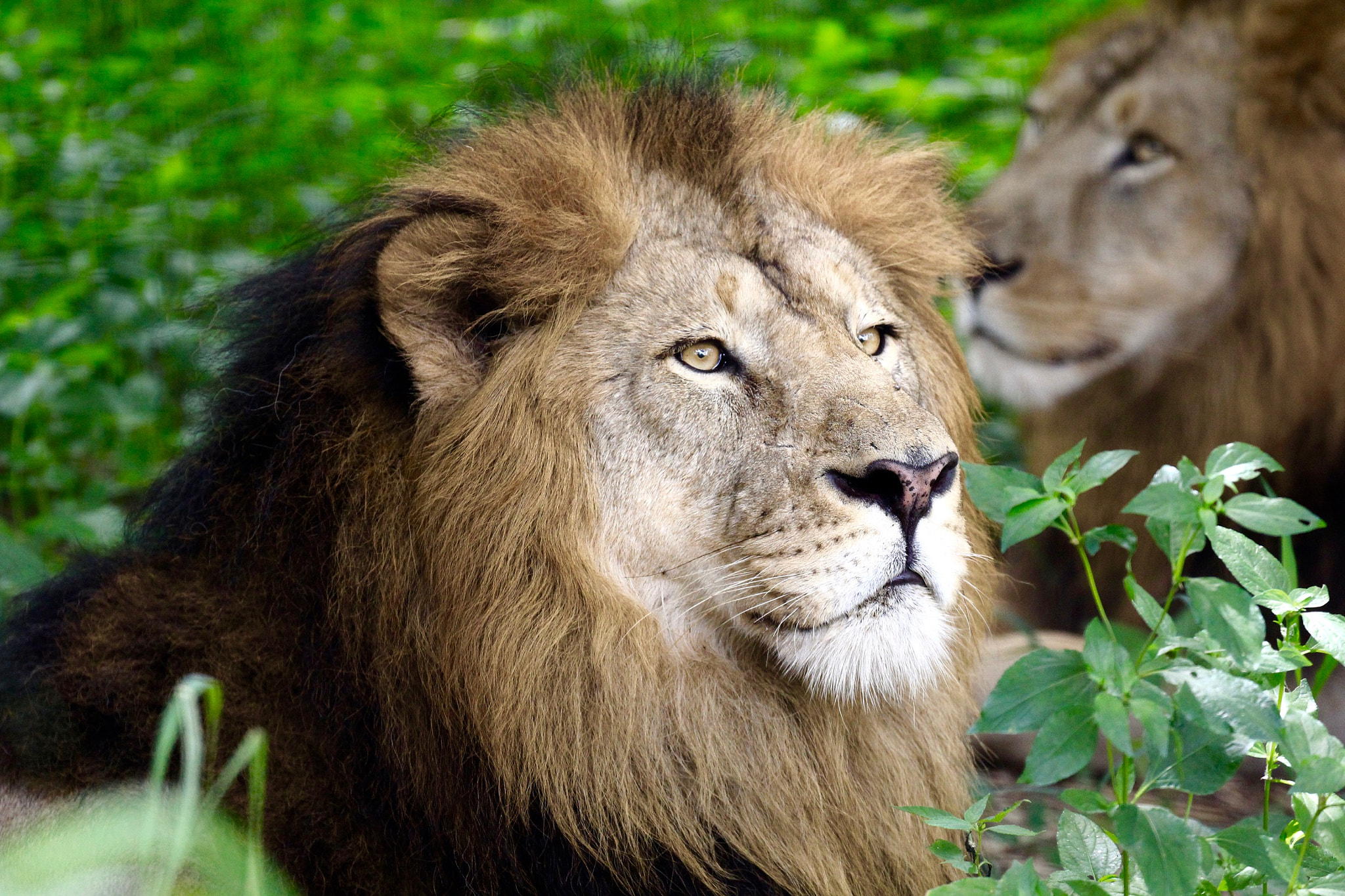 Canon EF 70-300mm F4-5.6L IS USM sample photo. The king photography