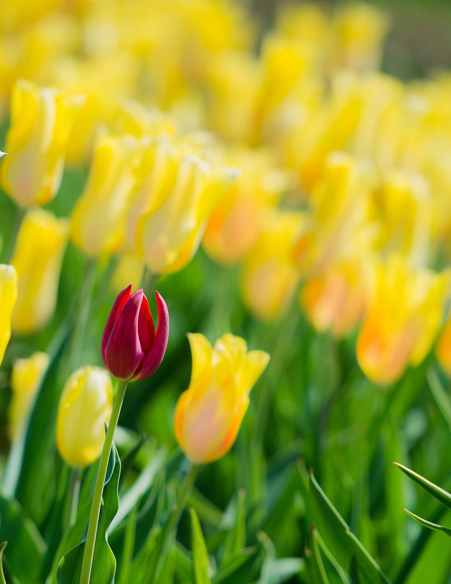 Nikon AF-S Nikkor 70-200mm F2.8G ED VR II sample photo. Red among yellow photography