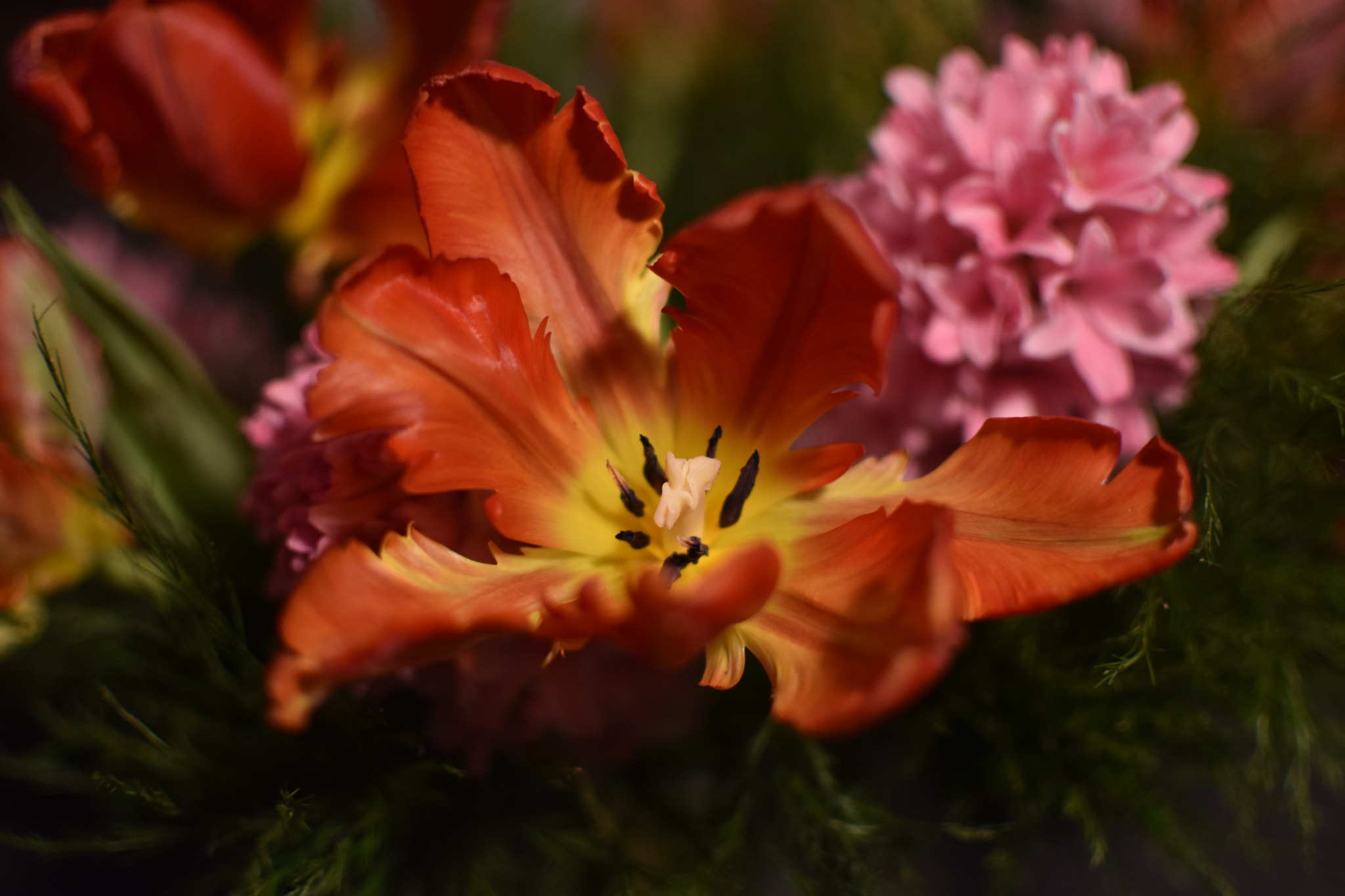 Nikon AF-S DX Nikkor 35mm F1.8G sample photo. Tulip and hyacinth photography