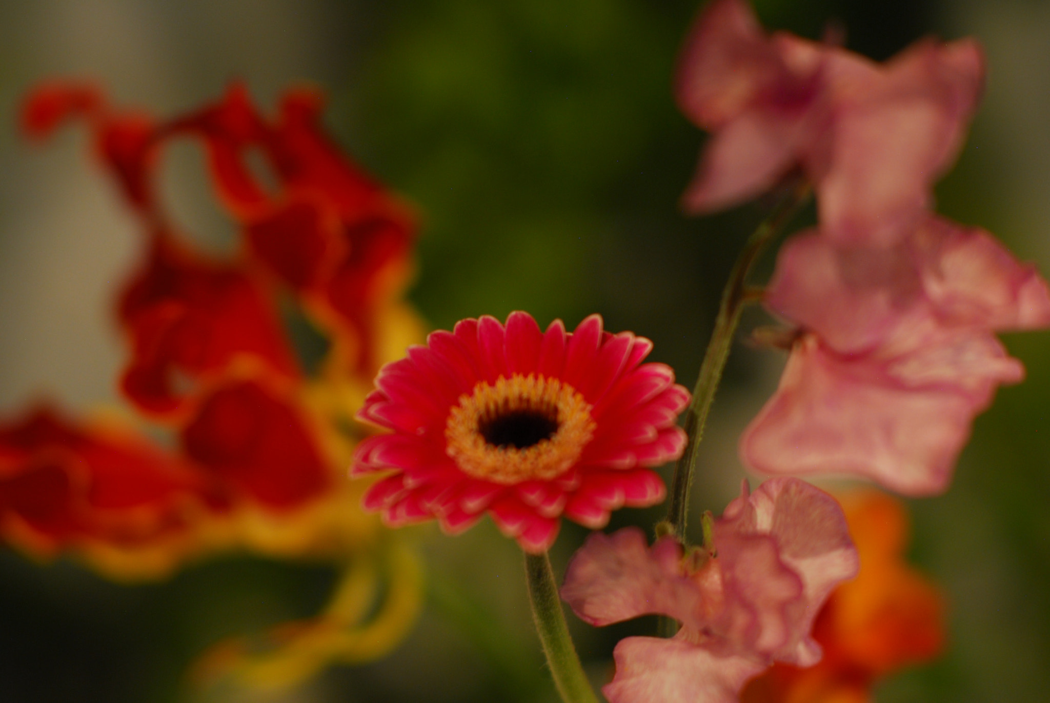 Nikon D200 + Manual Lens No CPU sample photo. Vibrant flowers photography