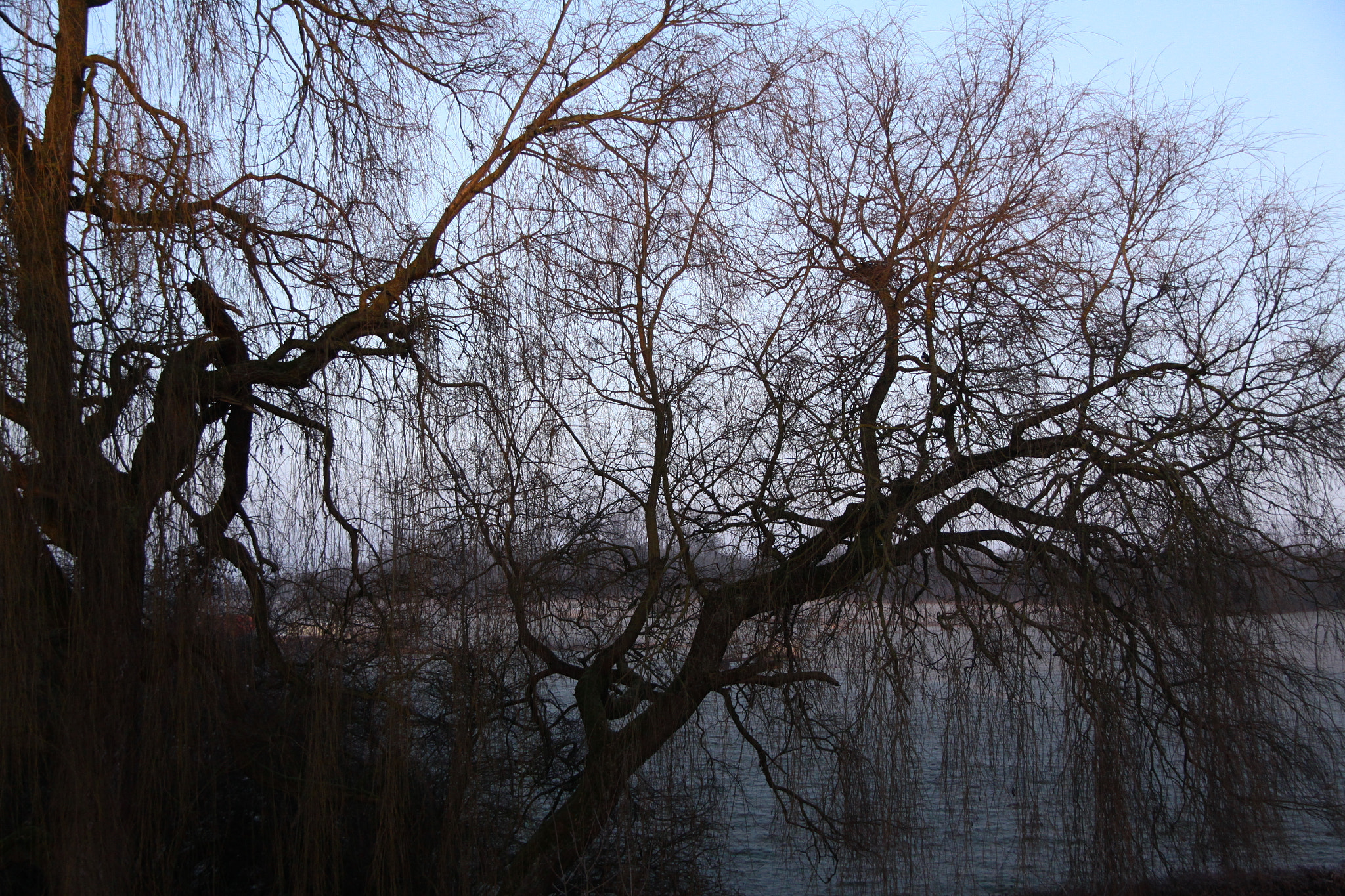 Canon EOS 50D sample photo. Tree by the water photography