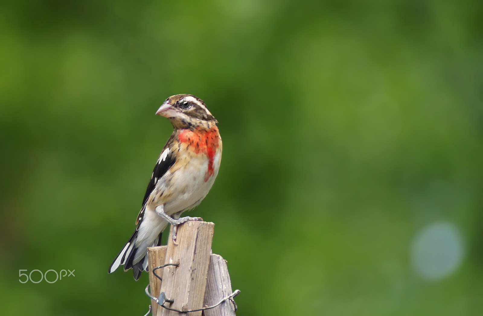 Sony 75-300mm F4.5-5.6 sample photo. The awkward teenager photography