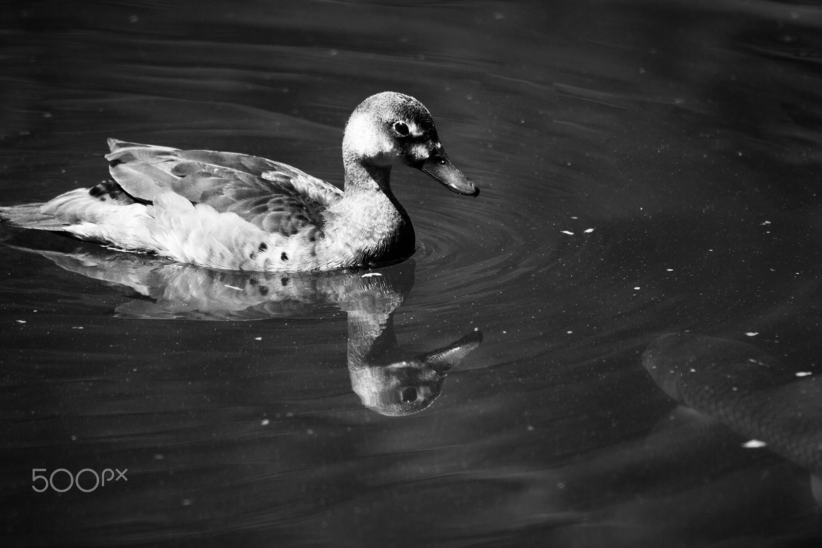 Canon EOS 600D (Rebel EOS T3i / EOS Kiss X5) + EF75-300mm f/4-5.6 sample photo. Untitled photography