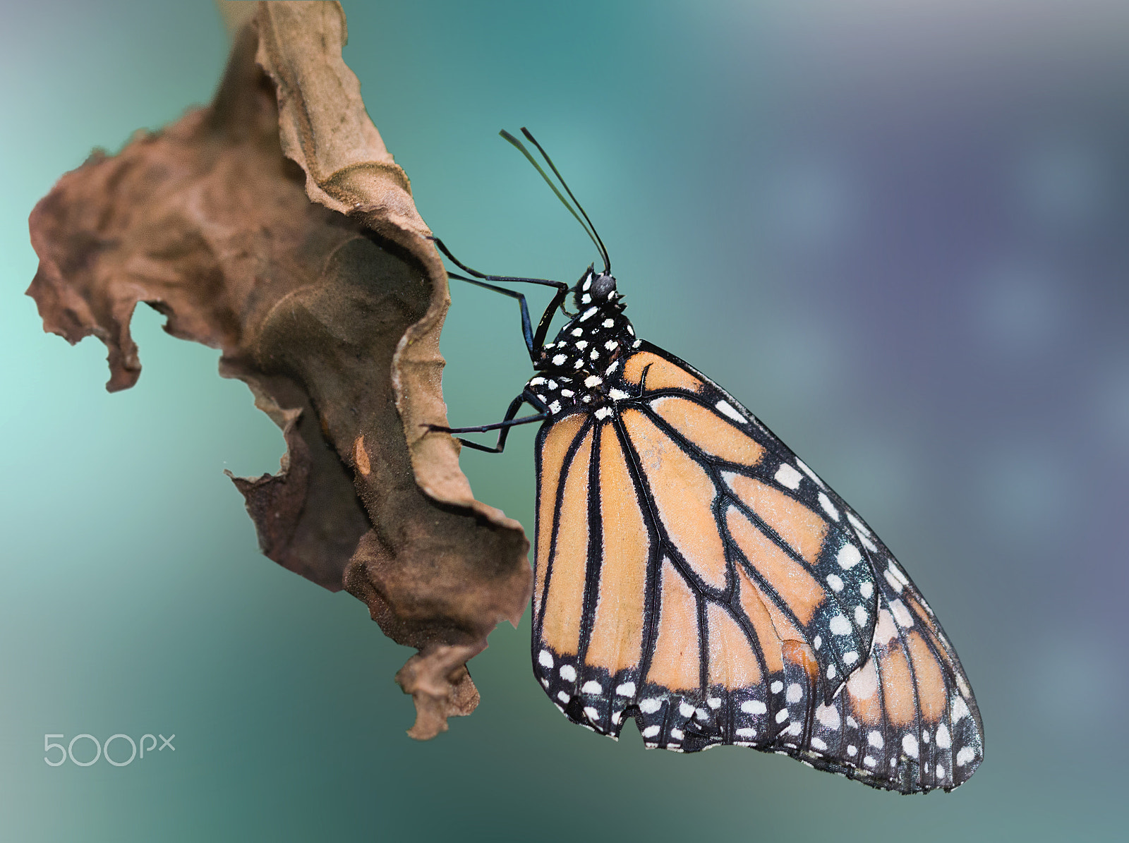 Nikon D3200 + Sigma 105mm F2.8 EX DG OS HSM sample photo. Monarch butterfly photography