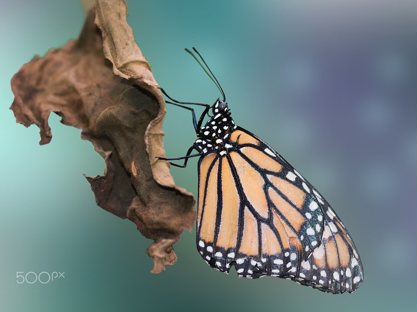 Sigma 105mm F2.8 EX DG OS HSM sample photo. Monarch butterfly photography