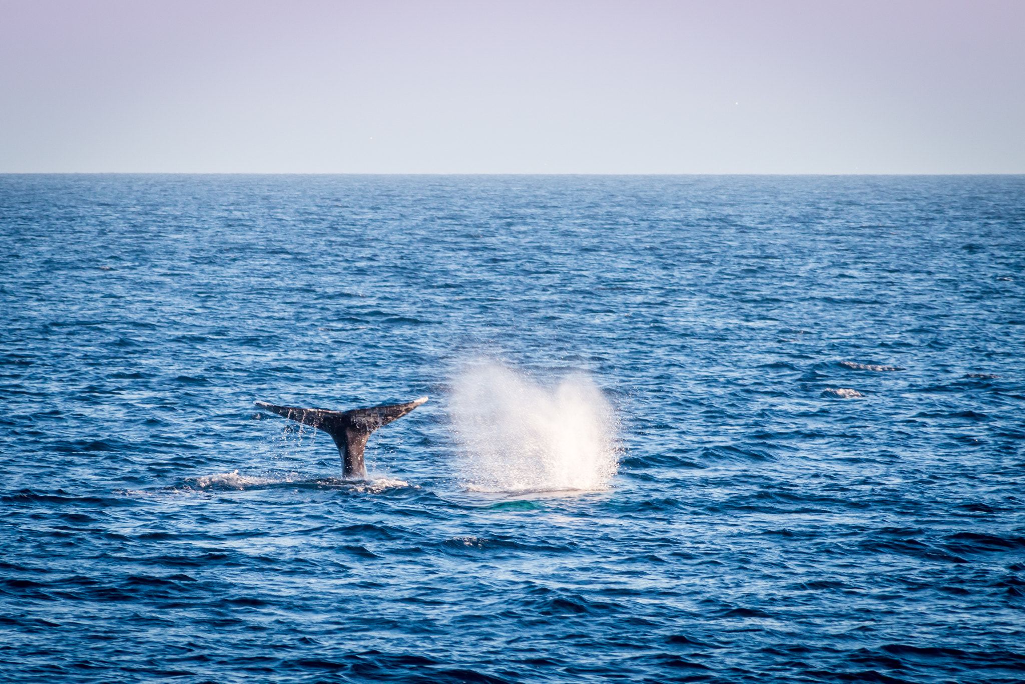 Canon EOS 70D + Sigma 50-200mm F4-5.6 DC OS HSM sample photo. Whale watching photography