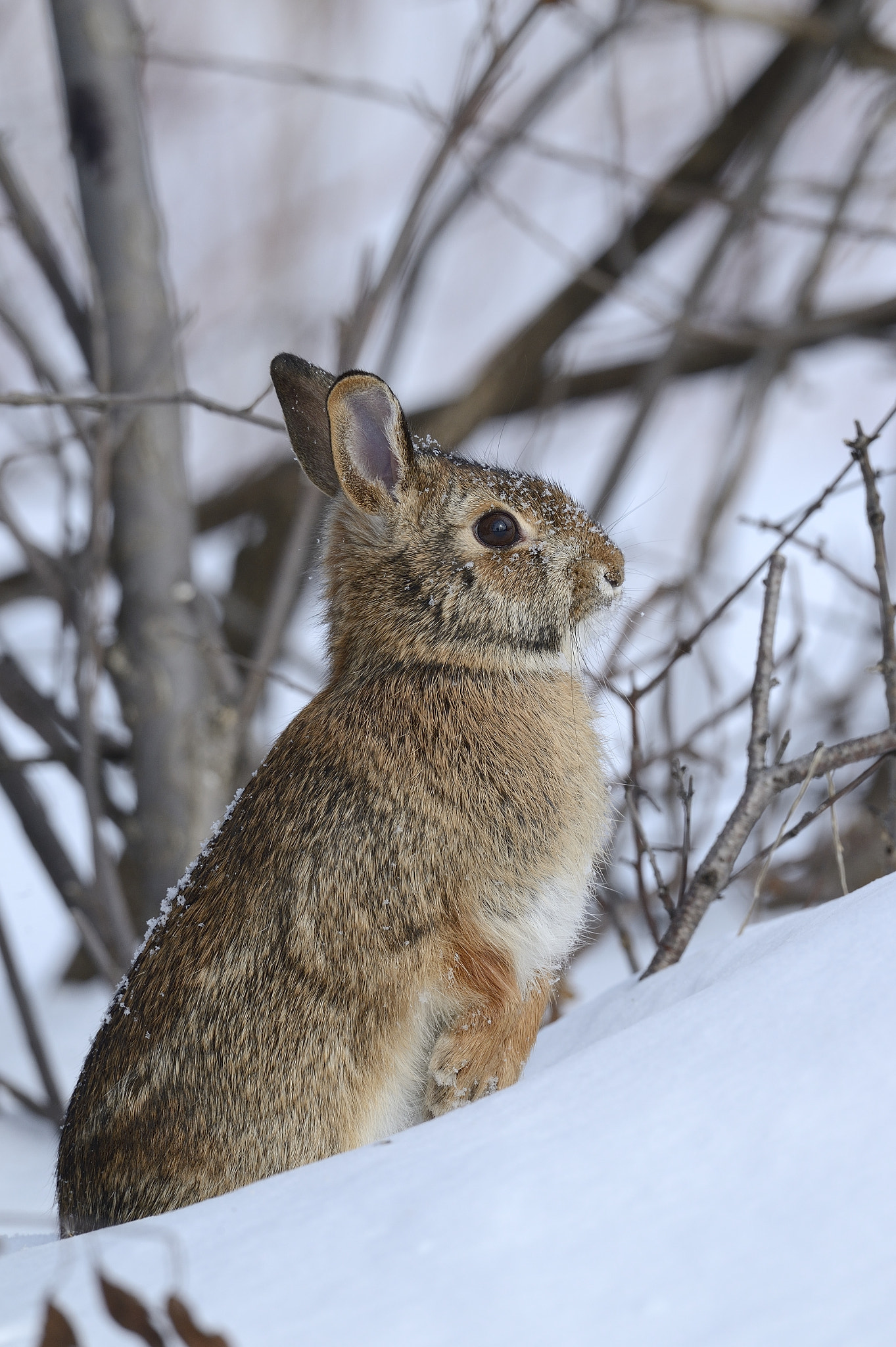 Nikon AF-S Nikkor 800mm F5.6E FL ED VR sample photo. Lapin à queue blanche,  eastern cottontail. photography