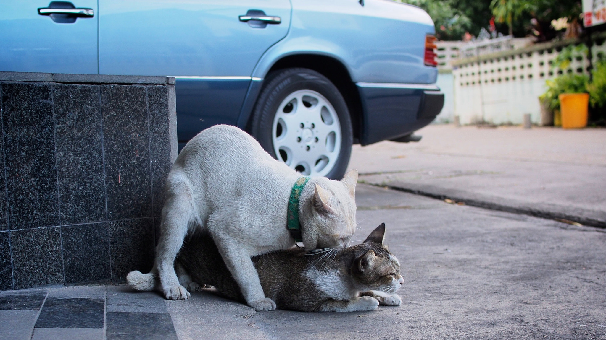 Olympus OM-D E-M5 + Olympus M.Zuiko Digital 25mm F1.8 sample photo. Street cats photography