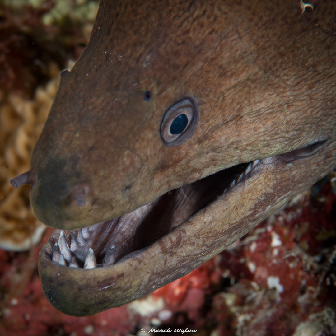 Nikon AF-S Micro-Nikkor 105mm F2.8G IF-ED VR sample photo. Moray | maldives | 2014.04.05 photography