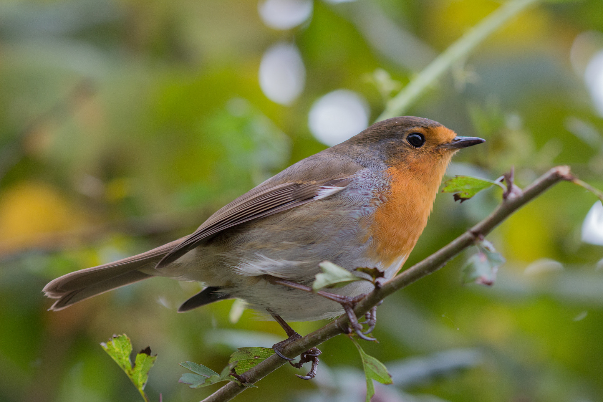 Canon EF 100mm F2.8 Macro USM sample photo. Robin watching photography