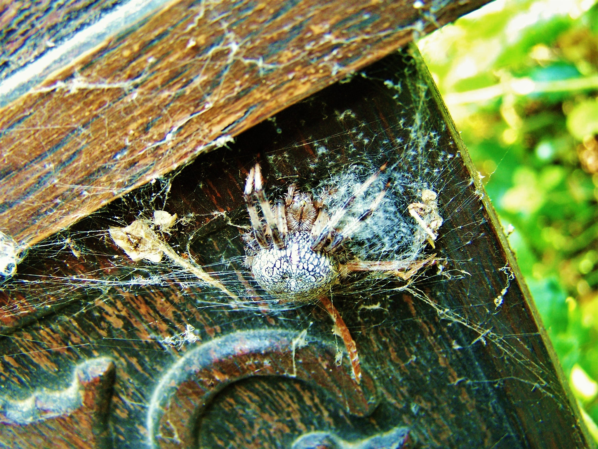 Kodak DX7590 ZOOM DIGITAL CAMERA sample photo. Spider photography