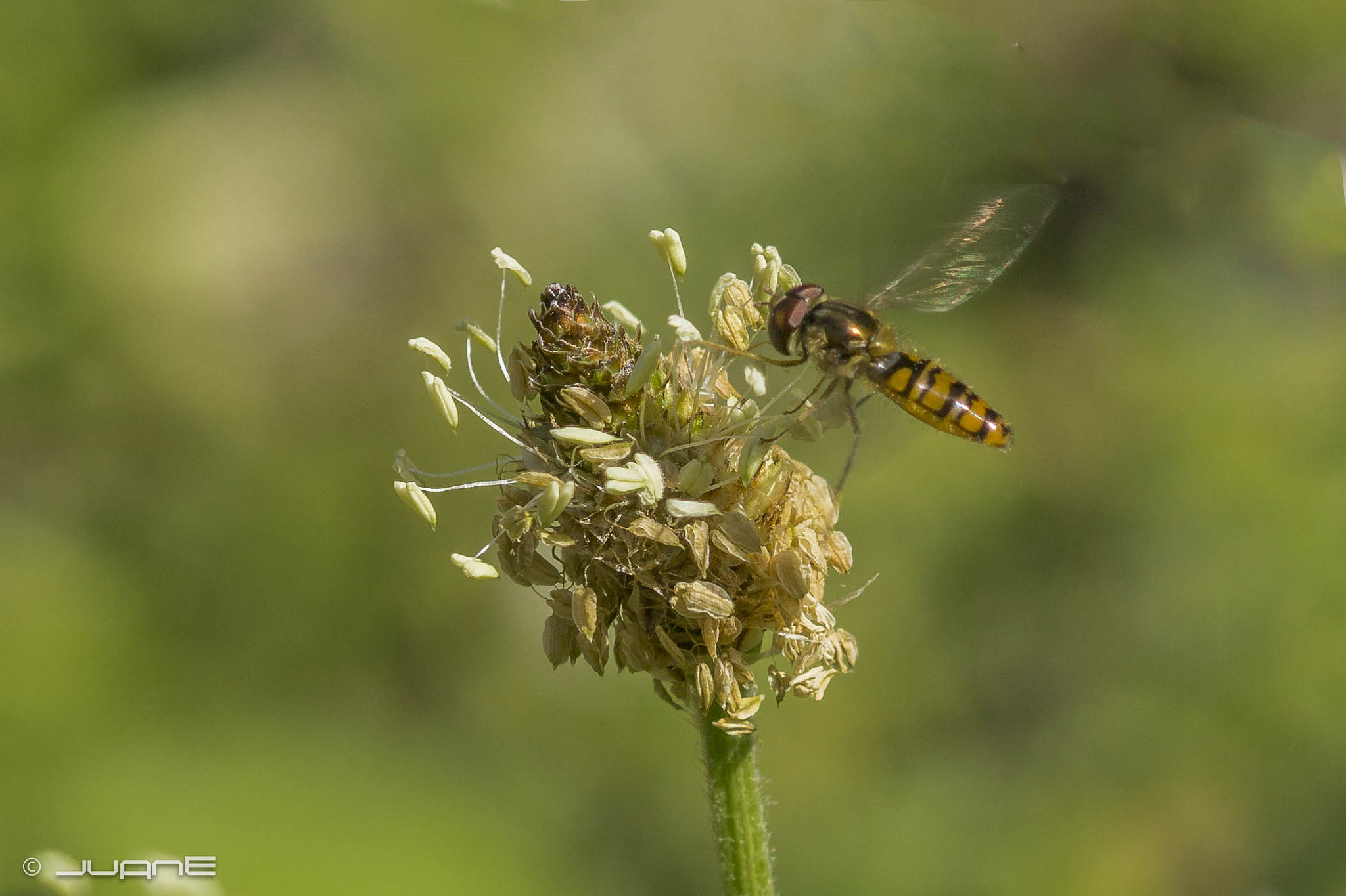 Minolta AF 100mm F2.8 Macro [New] sample photo. Sphaerophoria scripta. photography