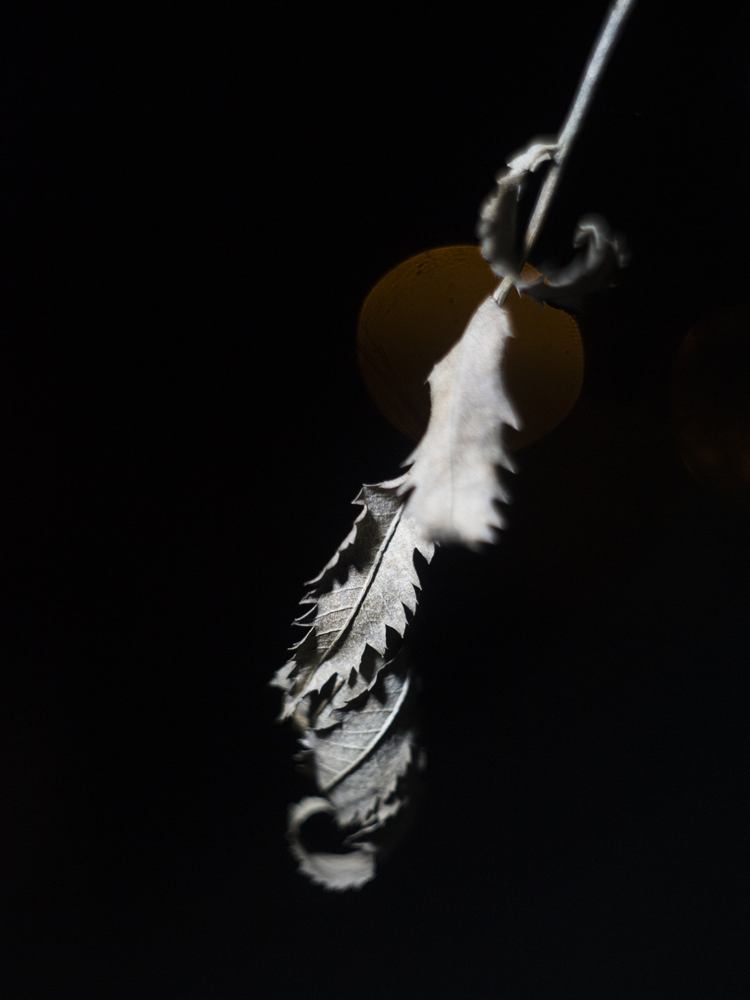 Nikon D3S + Nikon AF-S Nikkor 50mm F1.4G sample photo. Leafs inte night photography
