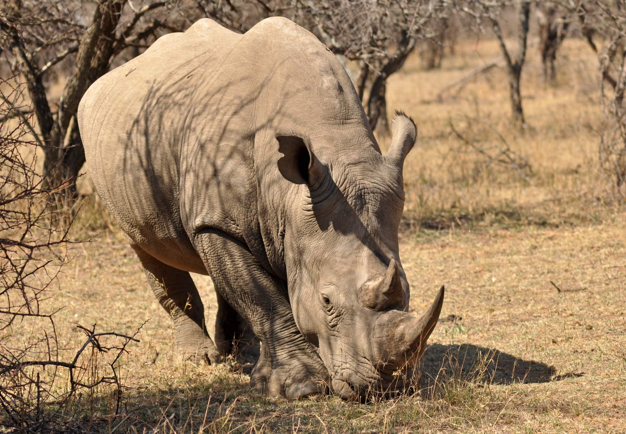 Sigma 150-500mm F5-6.3 DG OS HSM sample photo. Another rhino. photography