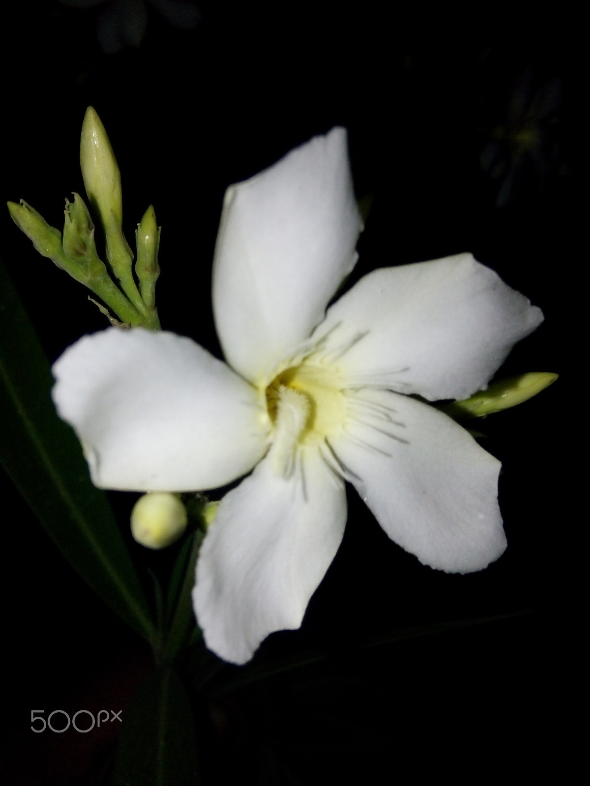 OPPO 1201 sample photo