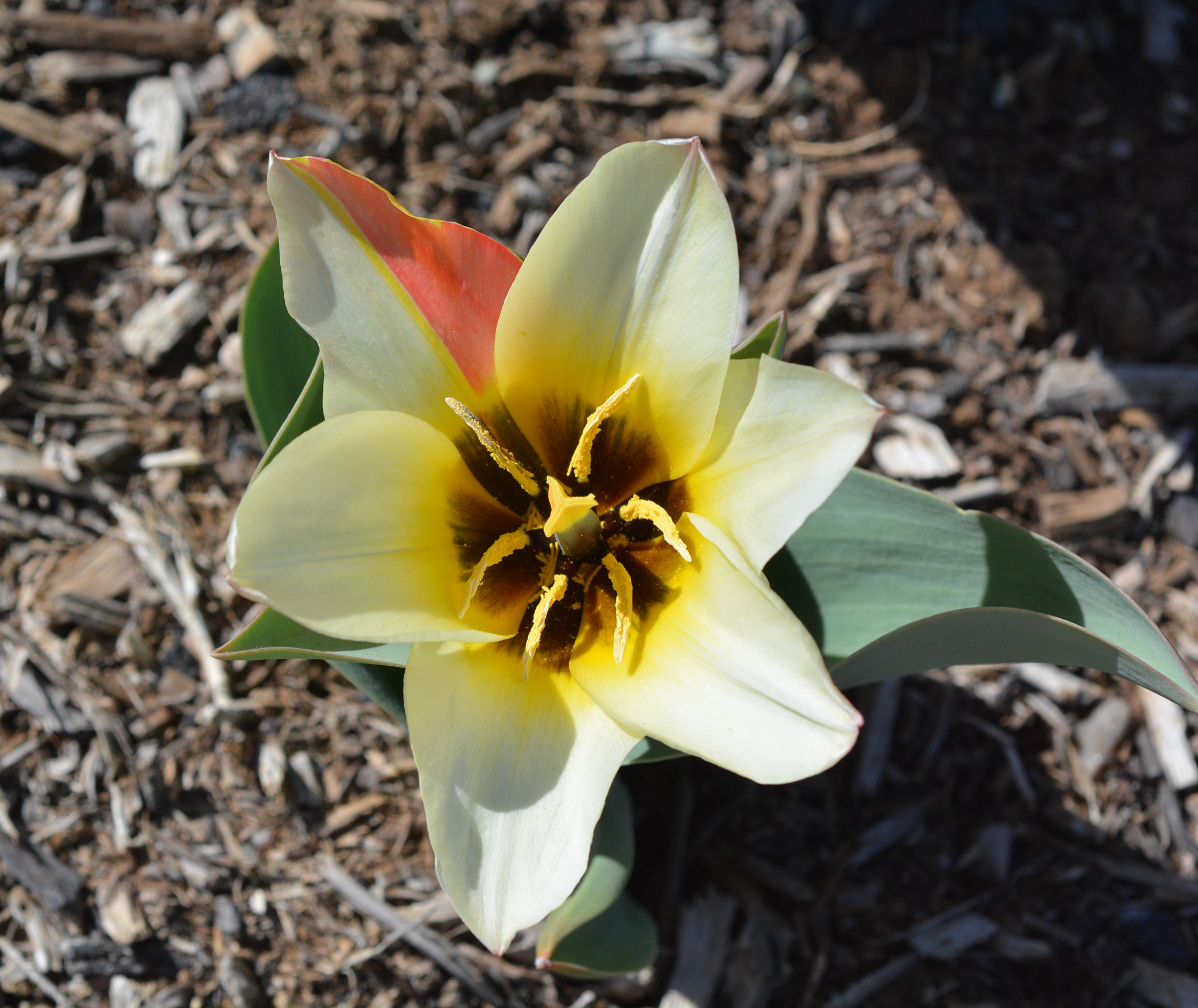 AF Micro-Nikkor 60mm f/2.8 sample photo. Early spring flowers photography