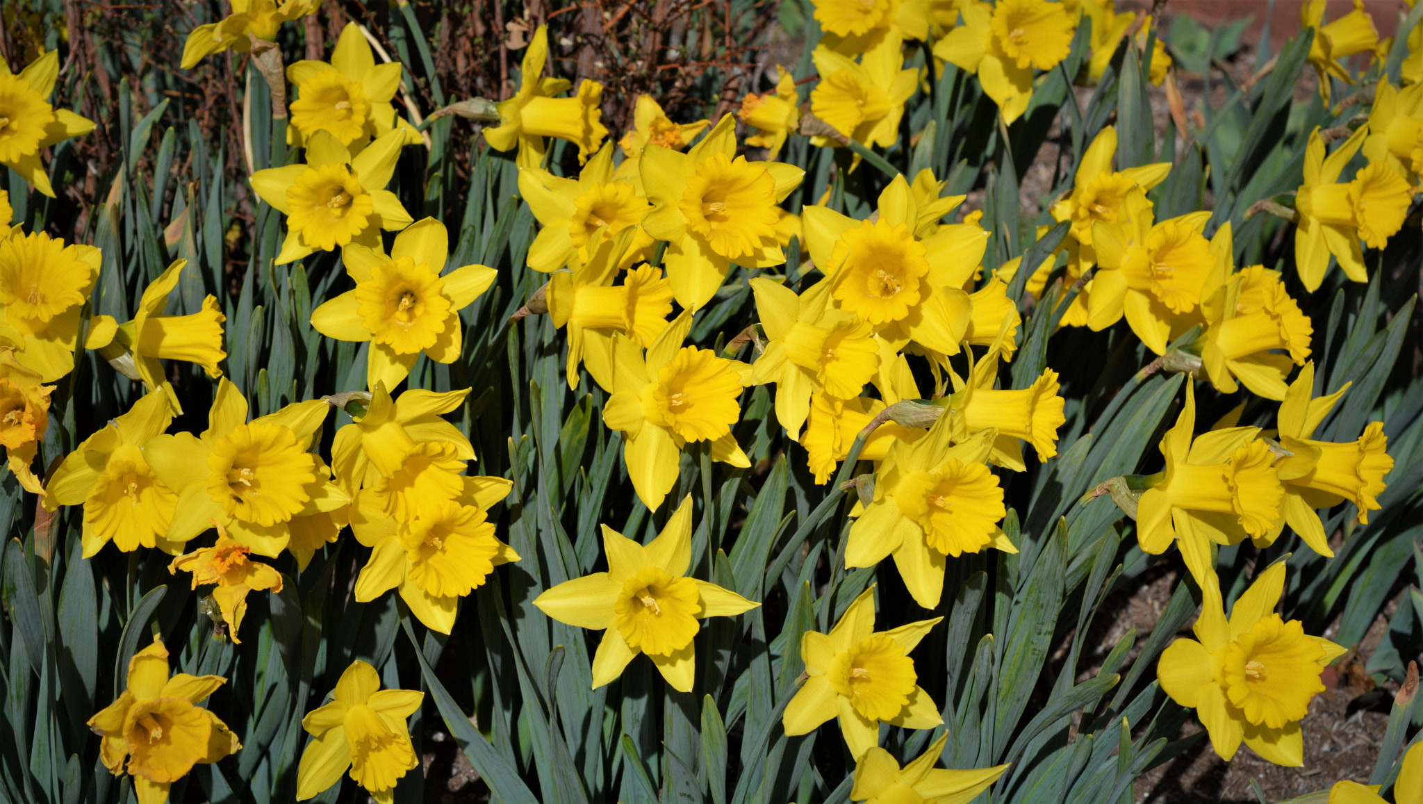 AF Micro-Nikkor 60mm f/2.8 sample photo. Early spring flowers photography