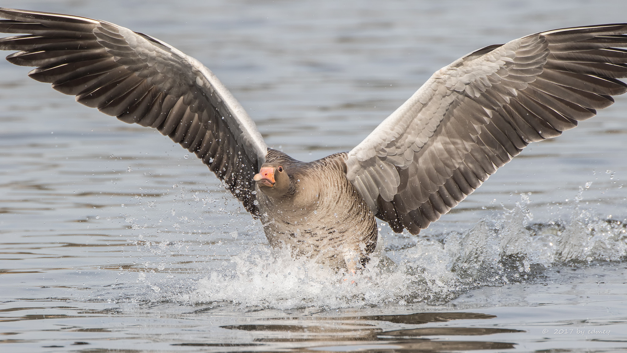 Canon EF 500mm F4L IS USM sample photo. Grauwe gans photography