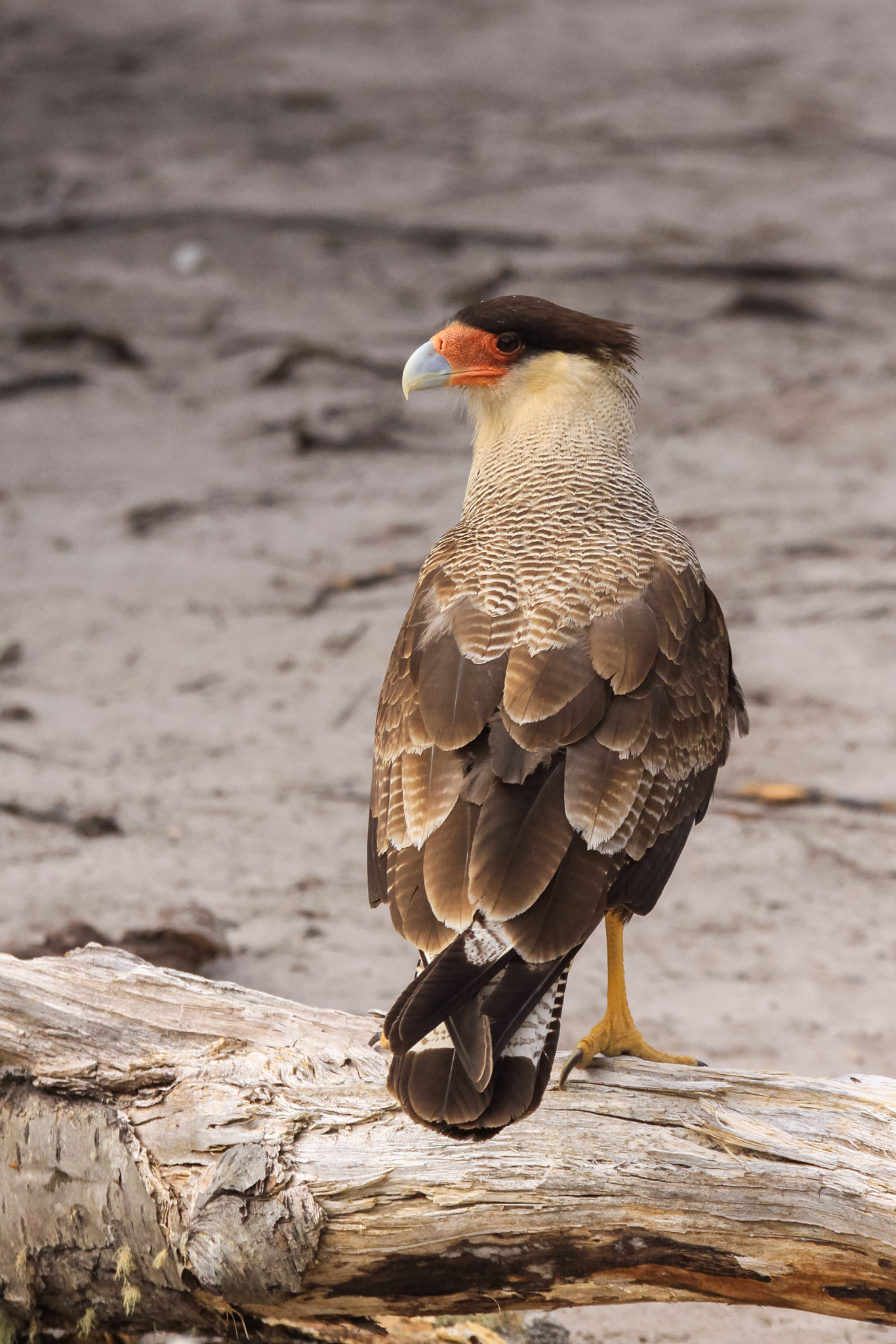 Canon EOS 50D + Sigma 70-200mm F2.8 EX DG OS HSM sample photo. Southern crested caracara photography