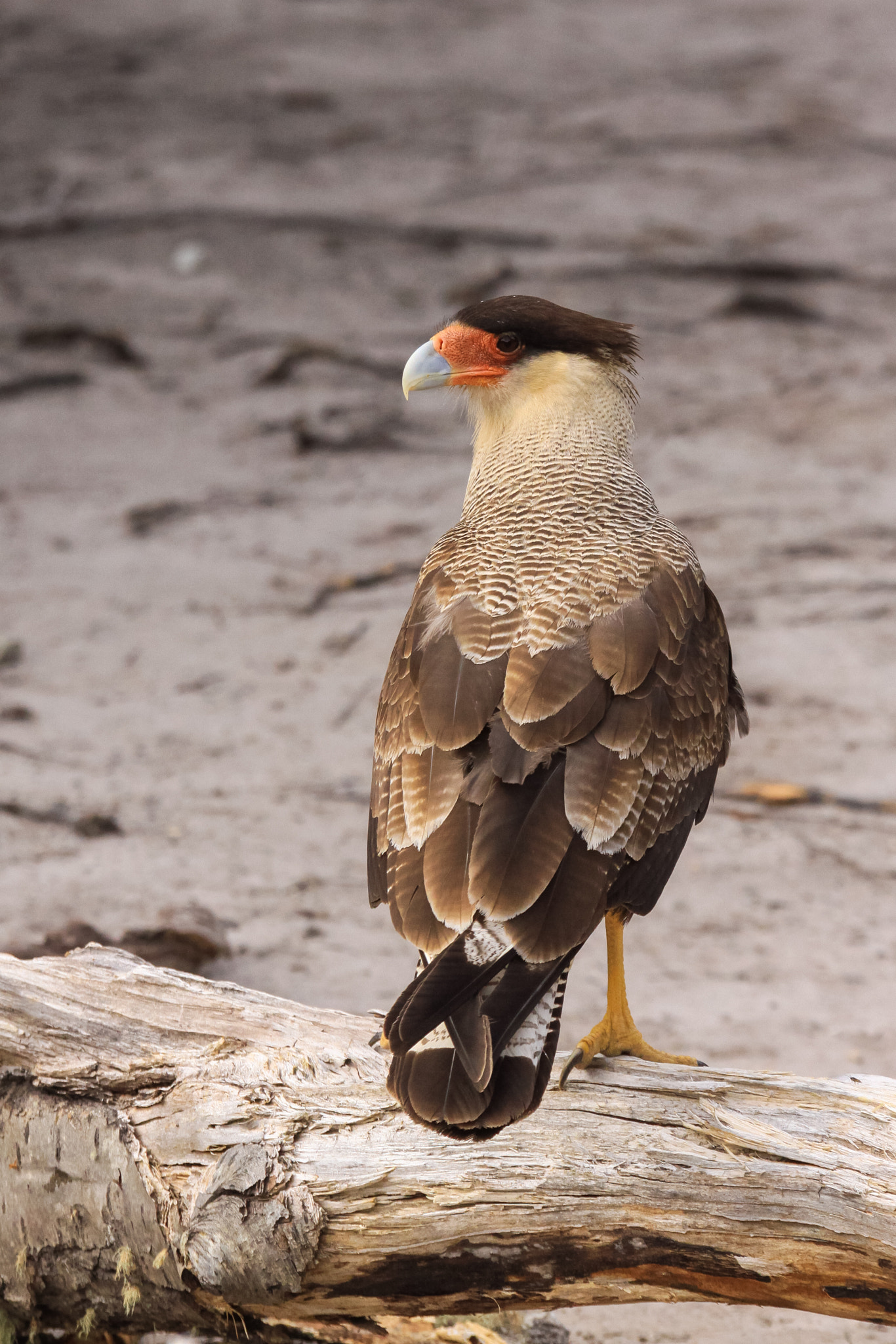 Sigma 70-200mm F2.8 EX DG OS HSM sample photo. Southern crested caracara photography