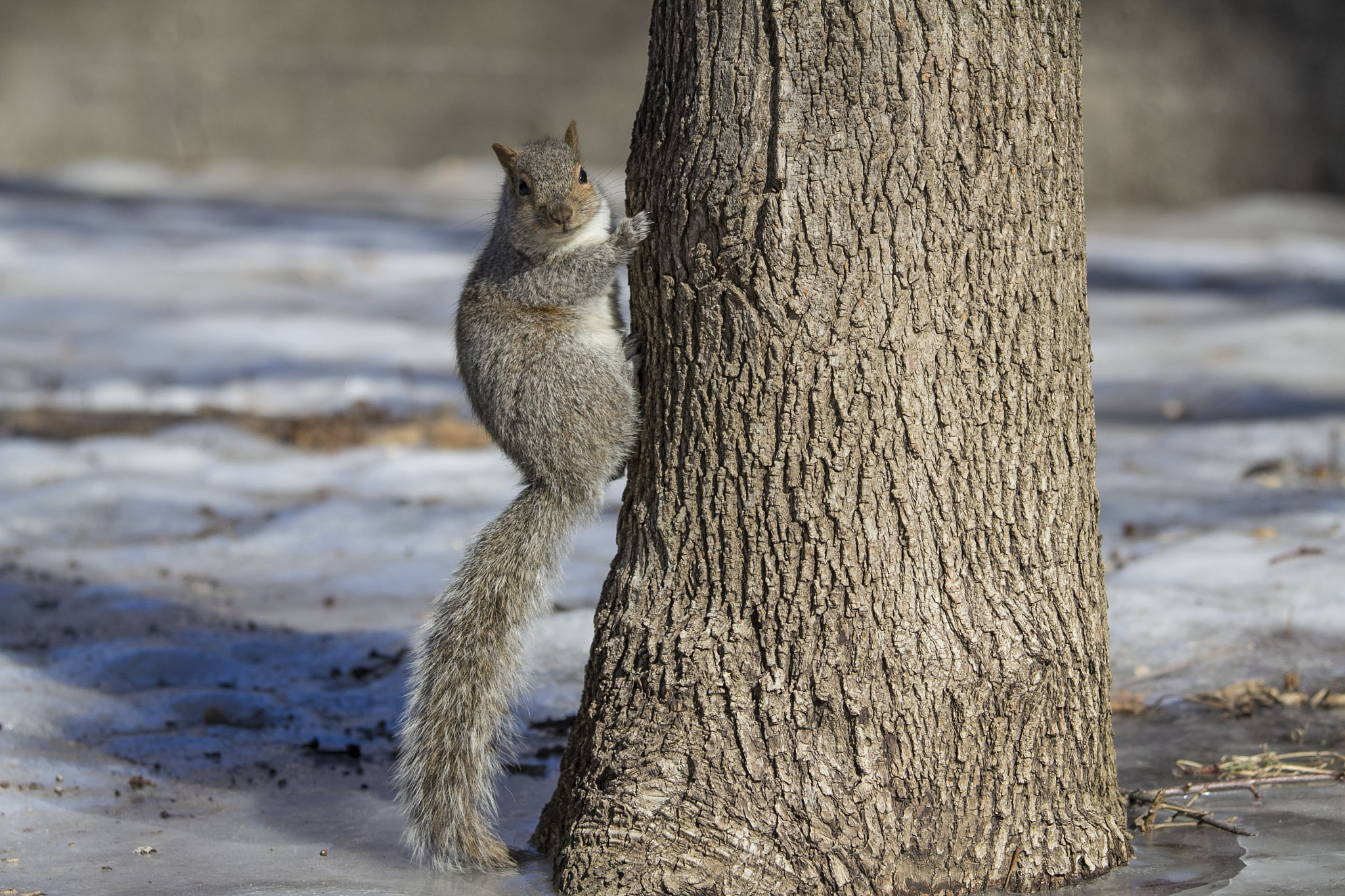 Canon EOS 60D + Canon EF 70-200mm F4L IS USM sample photo. Who are you? photography