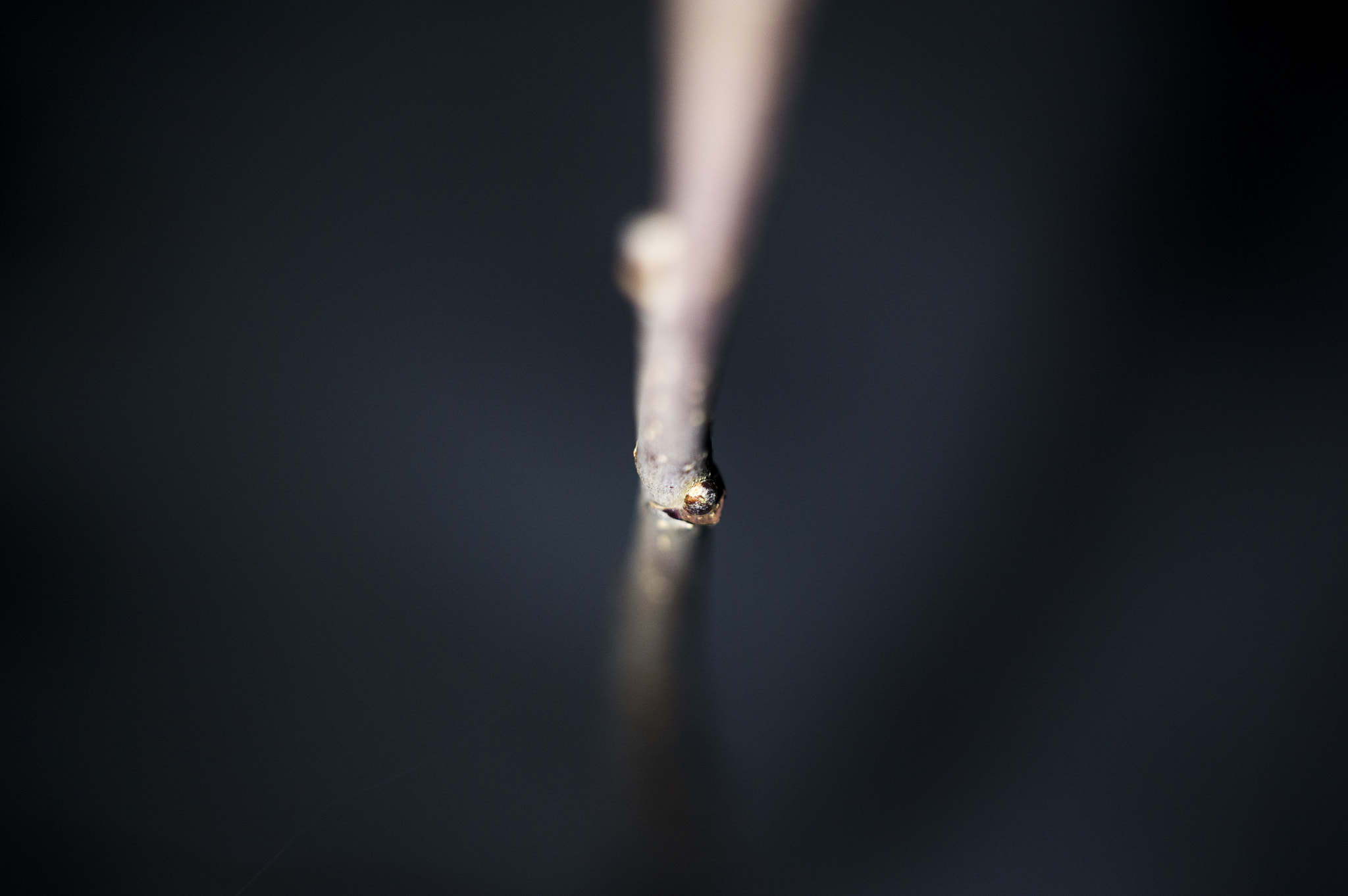 Nikon D3S + Nikon AF-S Nikkor 50mm F1.4G sample photo. A lonely branch of some kind. photography