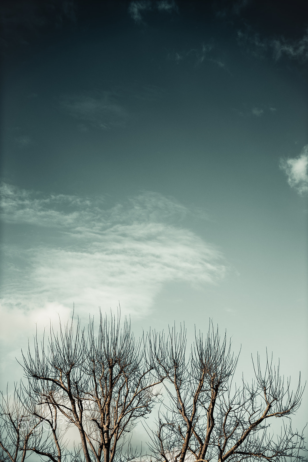 Sony a7S II + Sony Vario Tessar T* FE 24-70mm F4 ZA OSS sample photo. Trees and sky photography