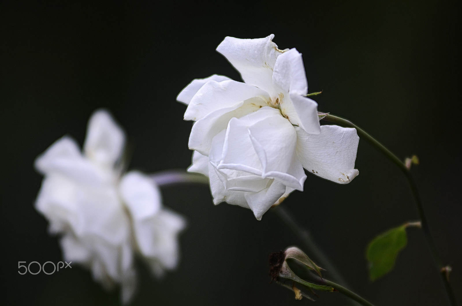 Nikon D7000 sample photo. The white rose photography