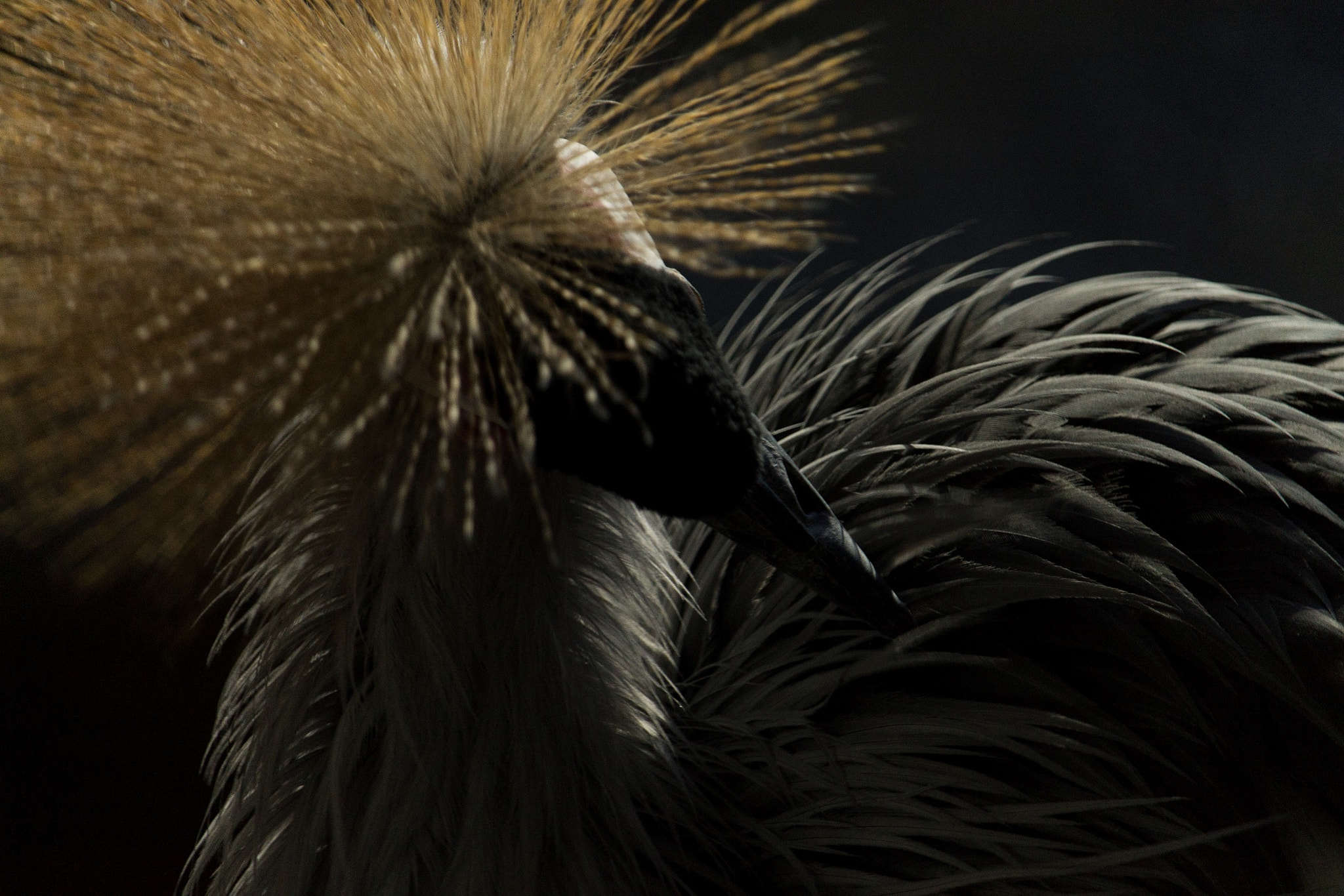 Canon EF-S 55-250mm F4-5.6 IS STM sample photo. Preening photography