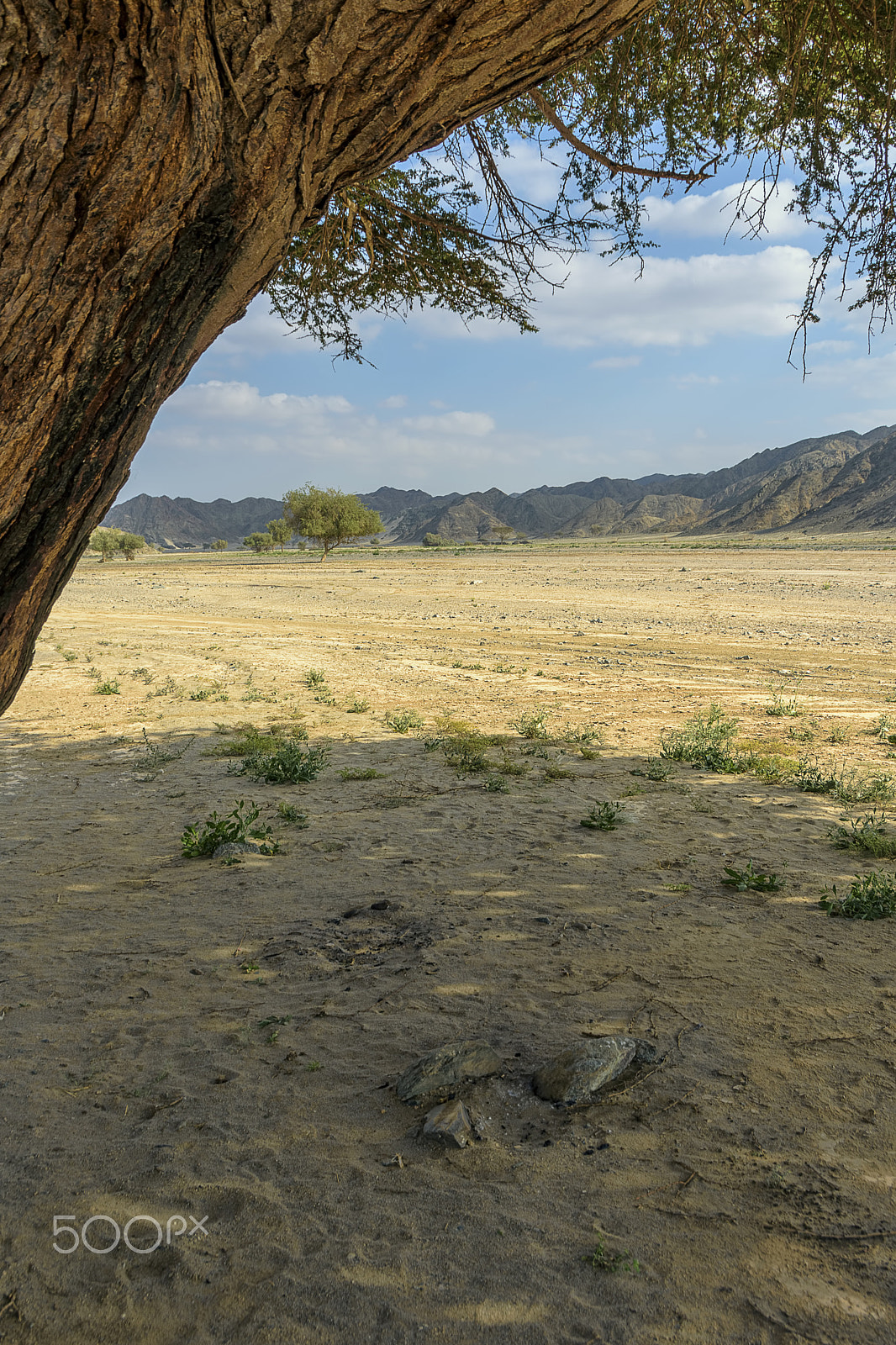 Nikon D7200 sample photo. Huge acacia tree the beast rest at desert photography