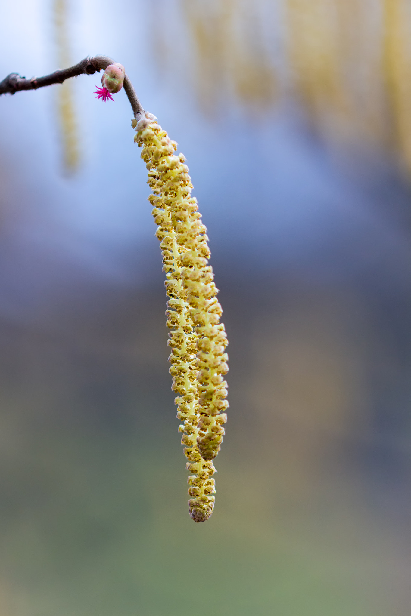 Sigma 105mm F2.8 EX DG OS HSM sample photo. Birch-tree blossom photography
