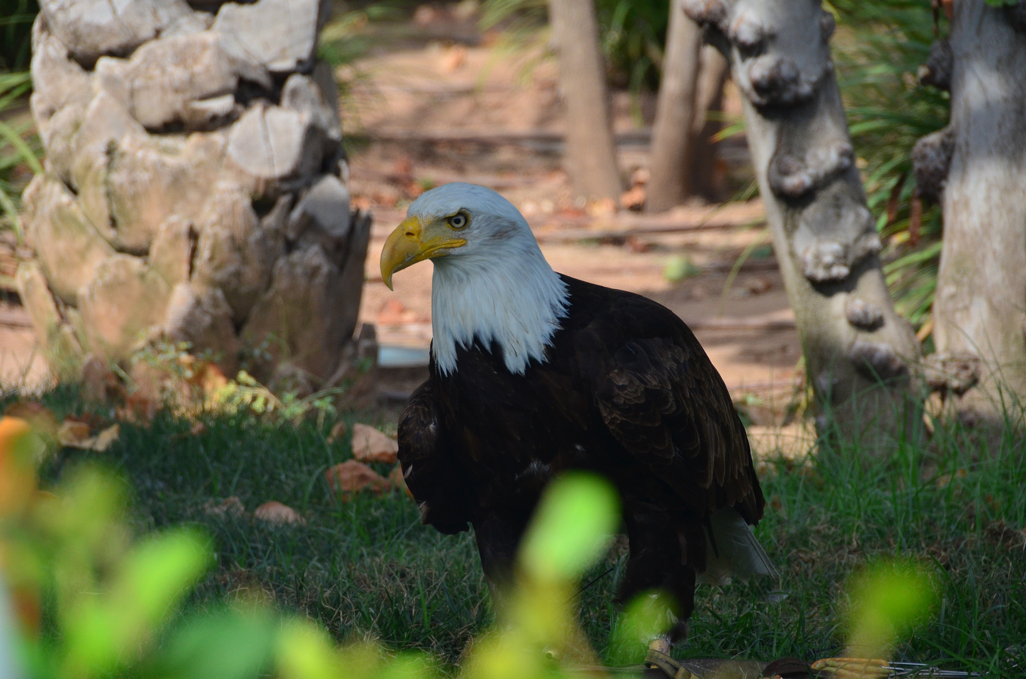 Nikon D5100 + Sigma 18-200mm F3.5-6.3 II DC OS HSM sample photo. Aguila pescadora photography