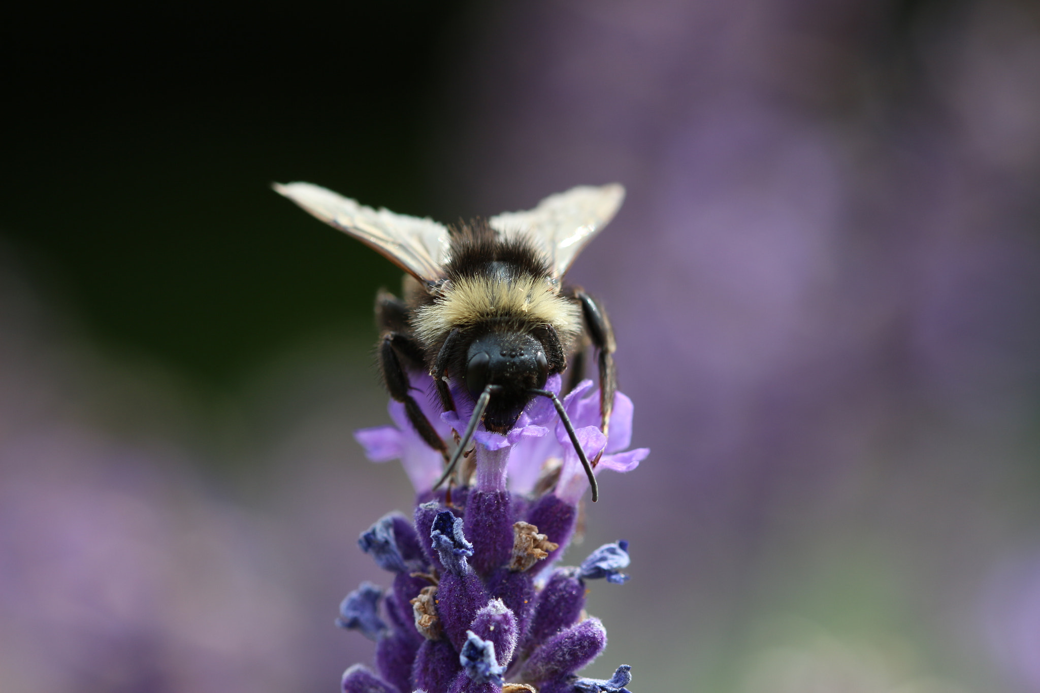 Canon EF 100mm F2.8 Macro USM sample photo. Busy bee photography