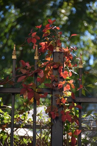 Nikon D3300 + Nikon AF-S DX Nikkor 18-200mm F3.5-5.6G ED VR II sample photo. Red leaves on fence photography