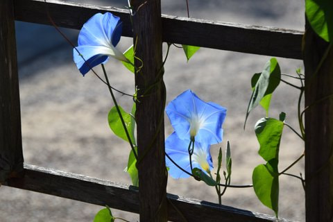 Nikon D3300 + Nikon AF-S DX Nikkor 18-200mm F3.5-5.6G ED VR II sample photo. Morning glory in the sun photography