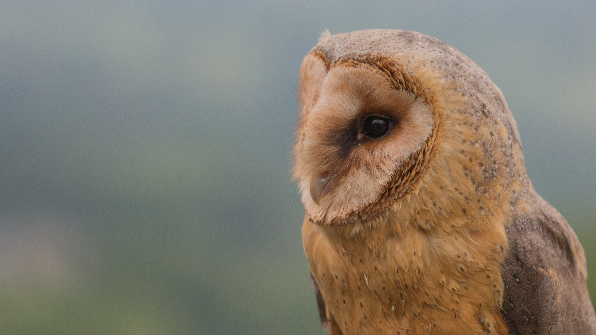 Canon EF 100mm F2.8 Macro USM sample photo. Thoughtful owl photography