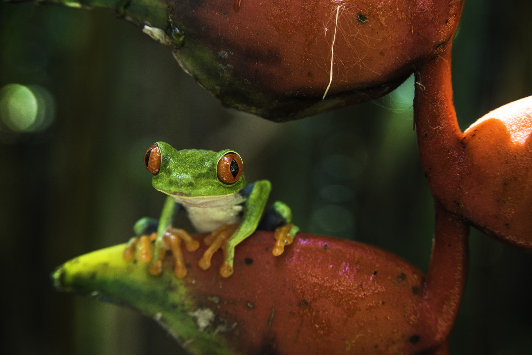 AF Zoom-Nikkor 28-105mm f/3.5-4.5D IF sample photo. Rana de ojos rojos // red eyed tree frog photography