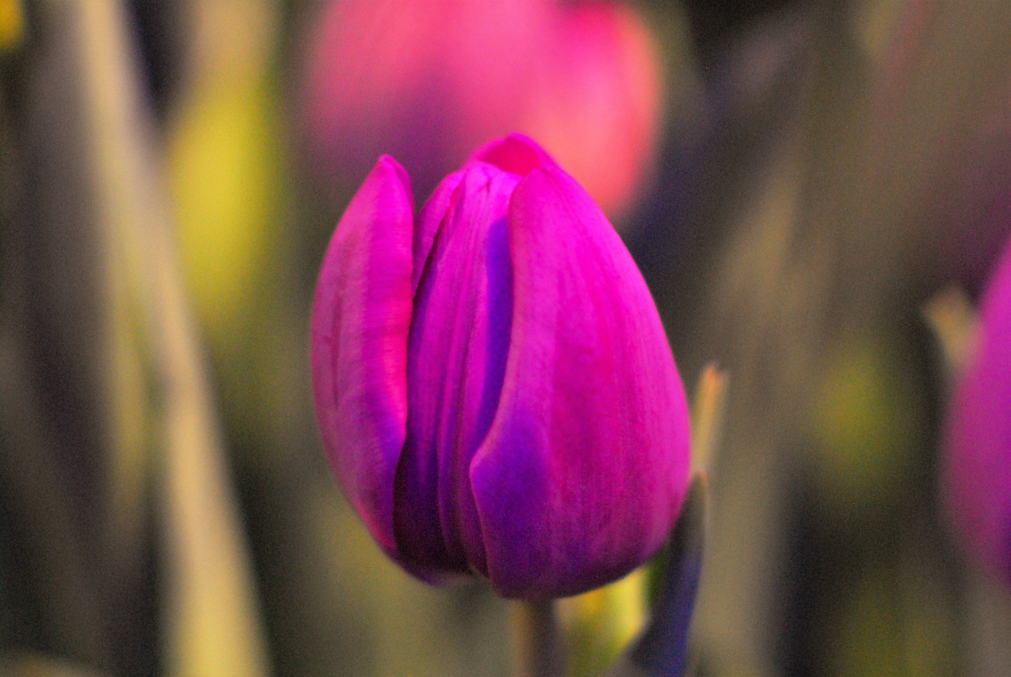 Nikon D200 + Manual Lens No CPU sample photo. Tulip photography