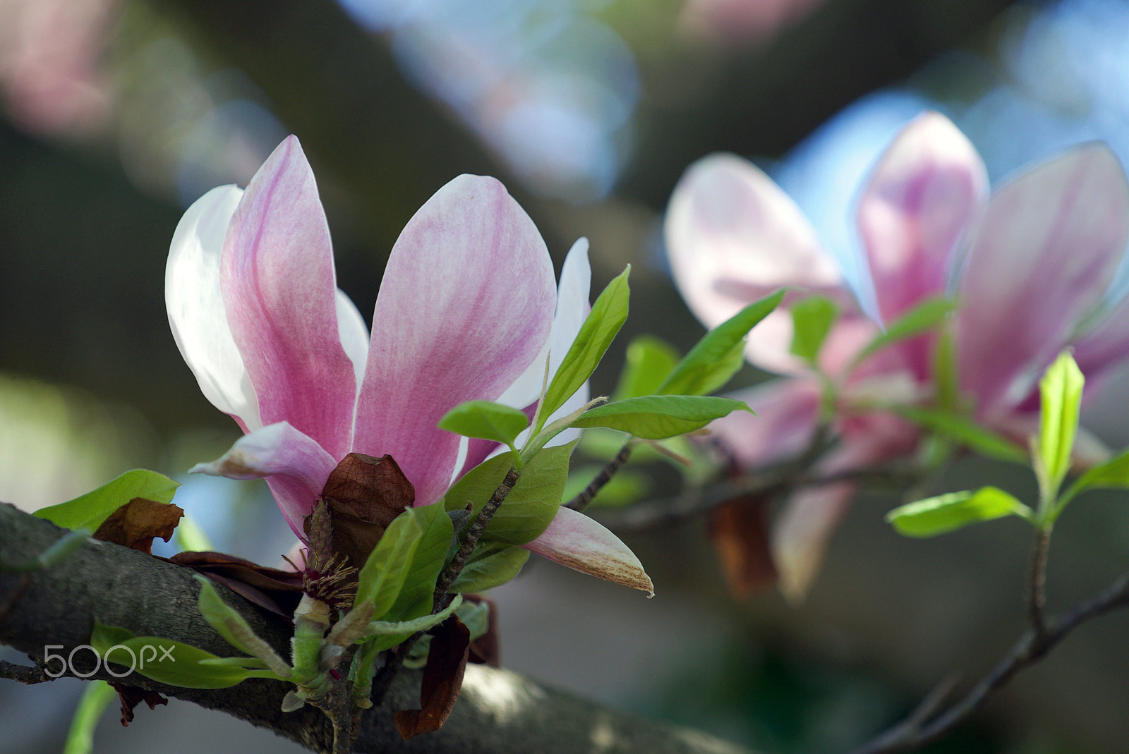 Sony a7S II + Sony FE 70-200mm F4 G OSS sample photo. Moving on is the hardest thing to do photography