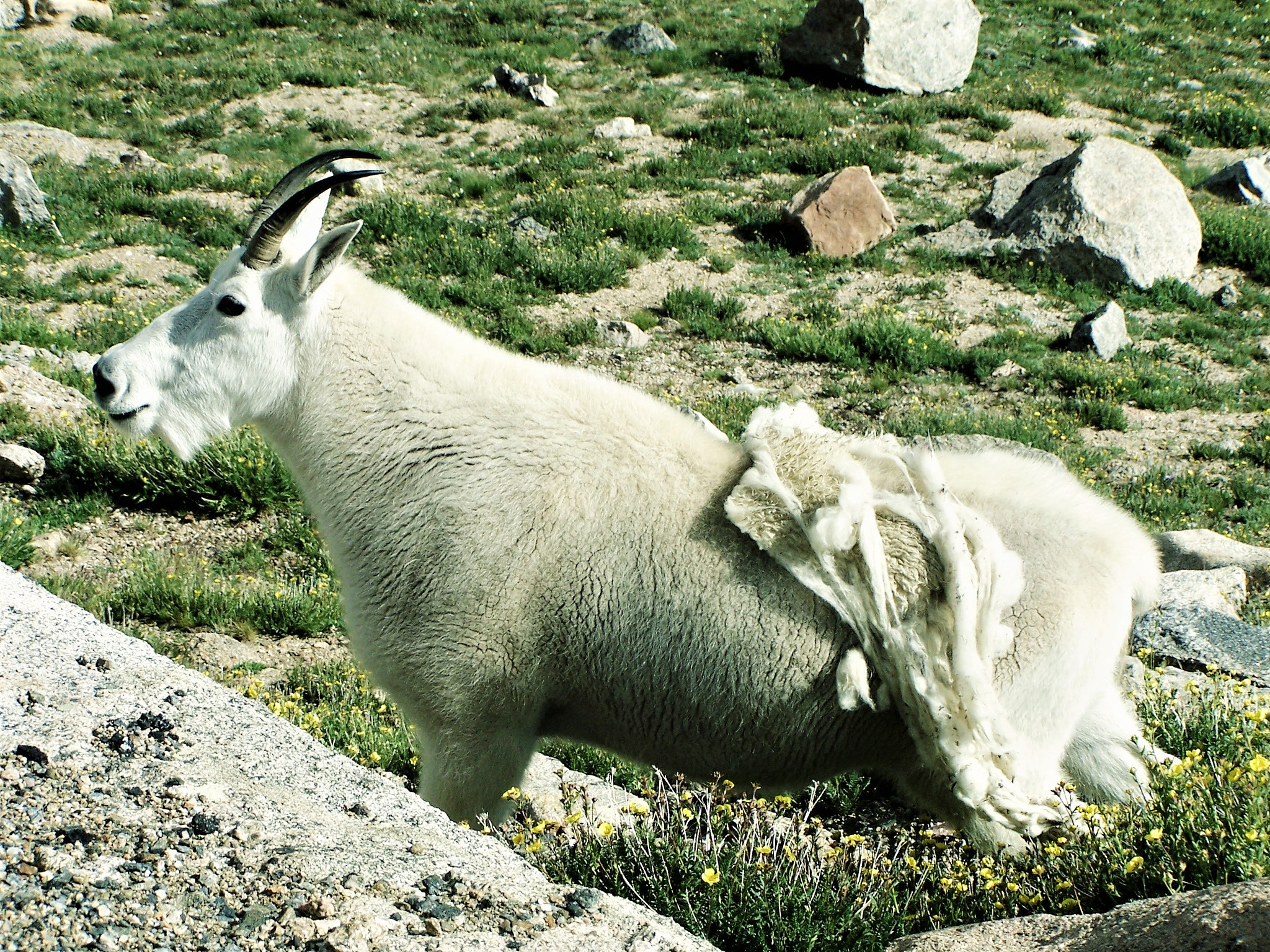 Kodak DX7590 ZOOM DIGITAL CAMERA sample photo. Goat photography